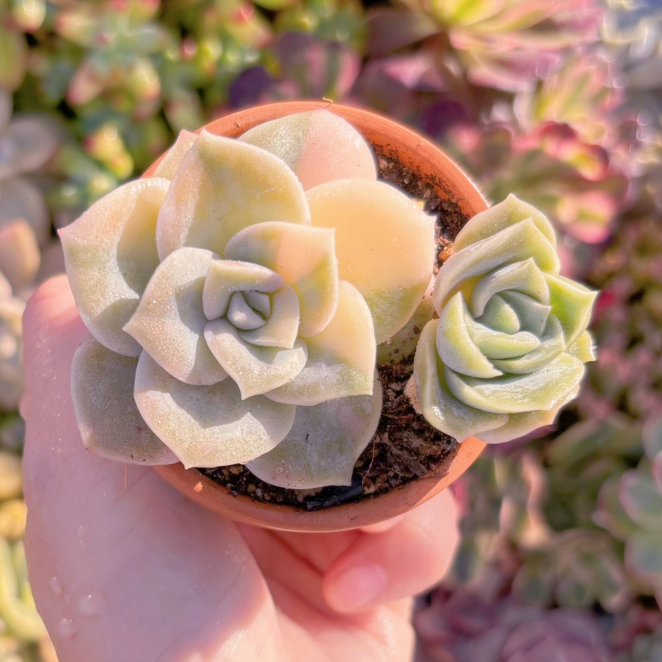 現品　ラブリーローズ錦(覆輪錦)#M087　大苗　るる農園