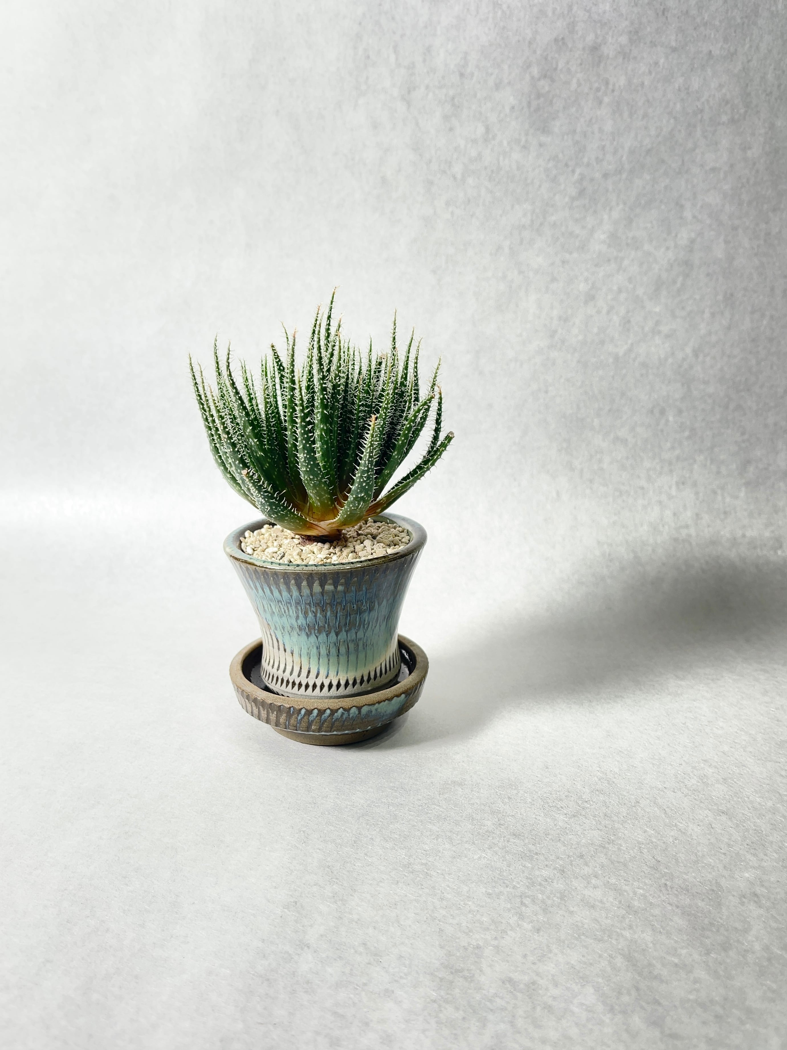 アロエ・ハオルチオイデス | trigger