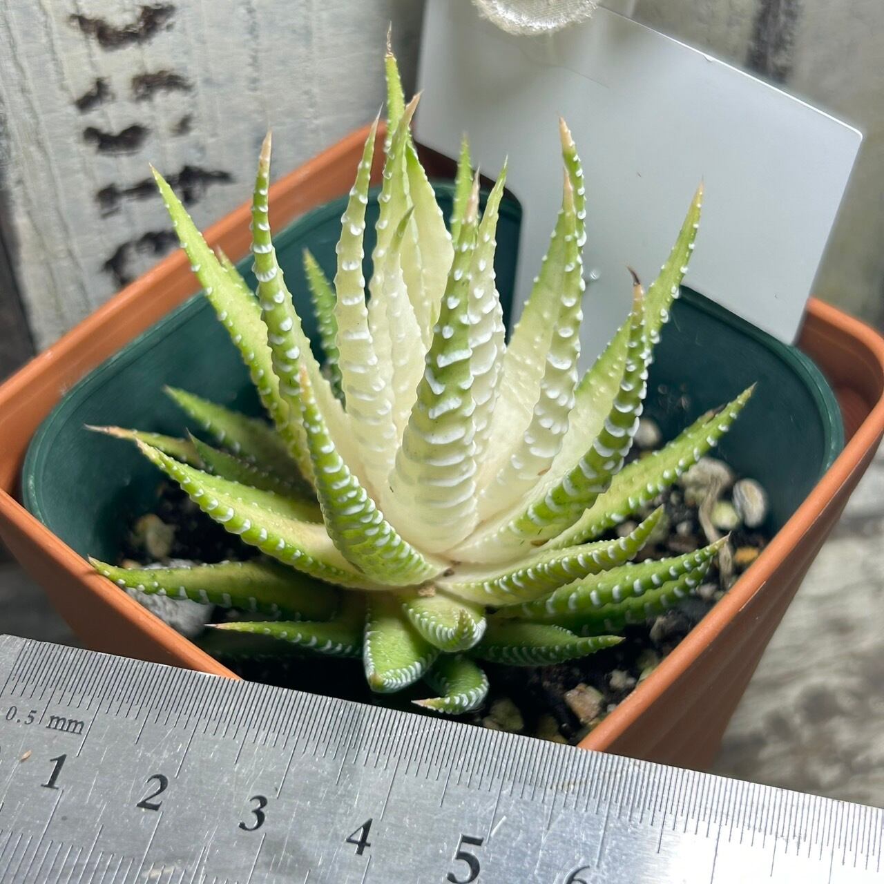 ハオルチア 白蝶 | RuPo 多肉植物専門店