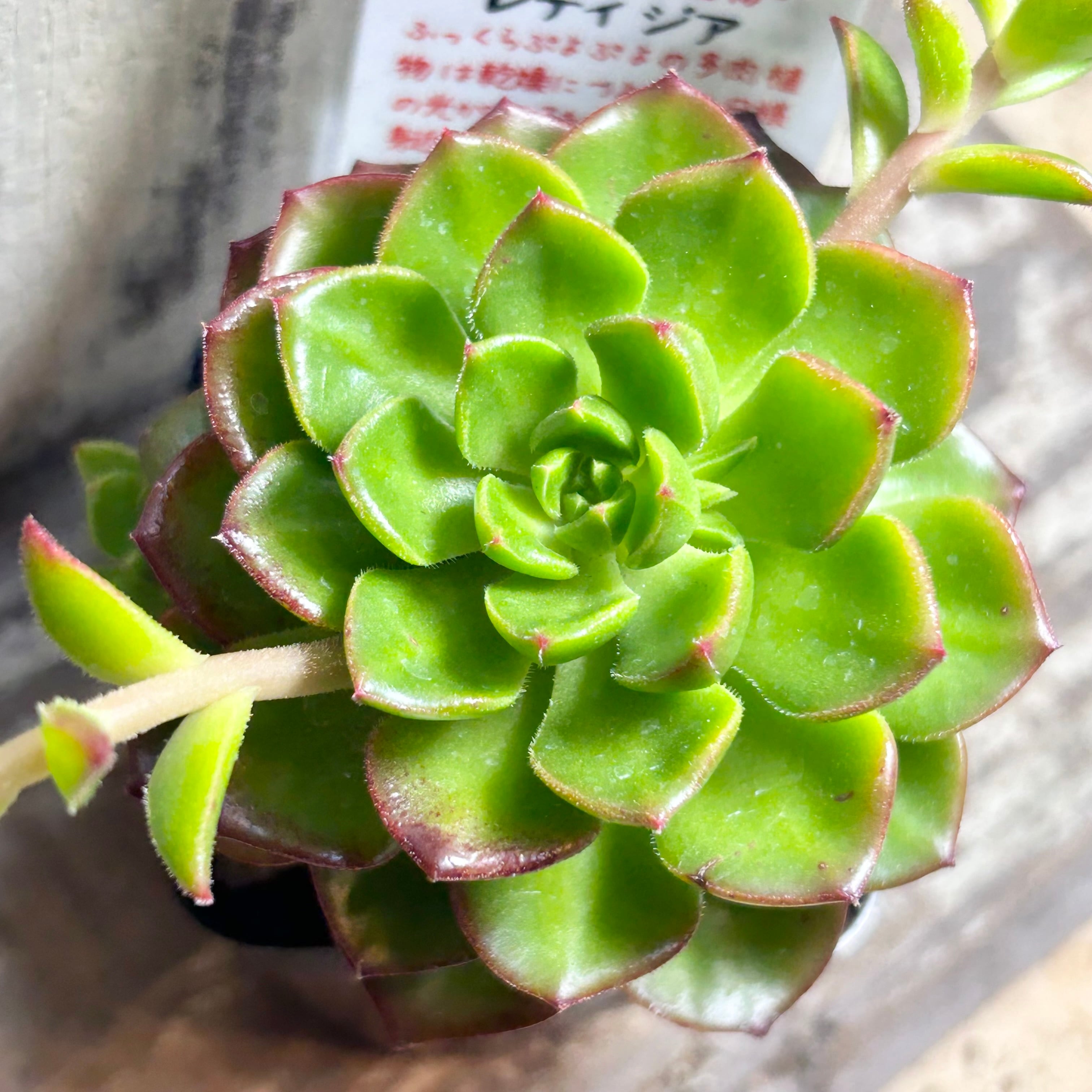 レディジア | RuPo 多肉植物専門店