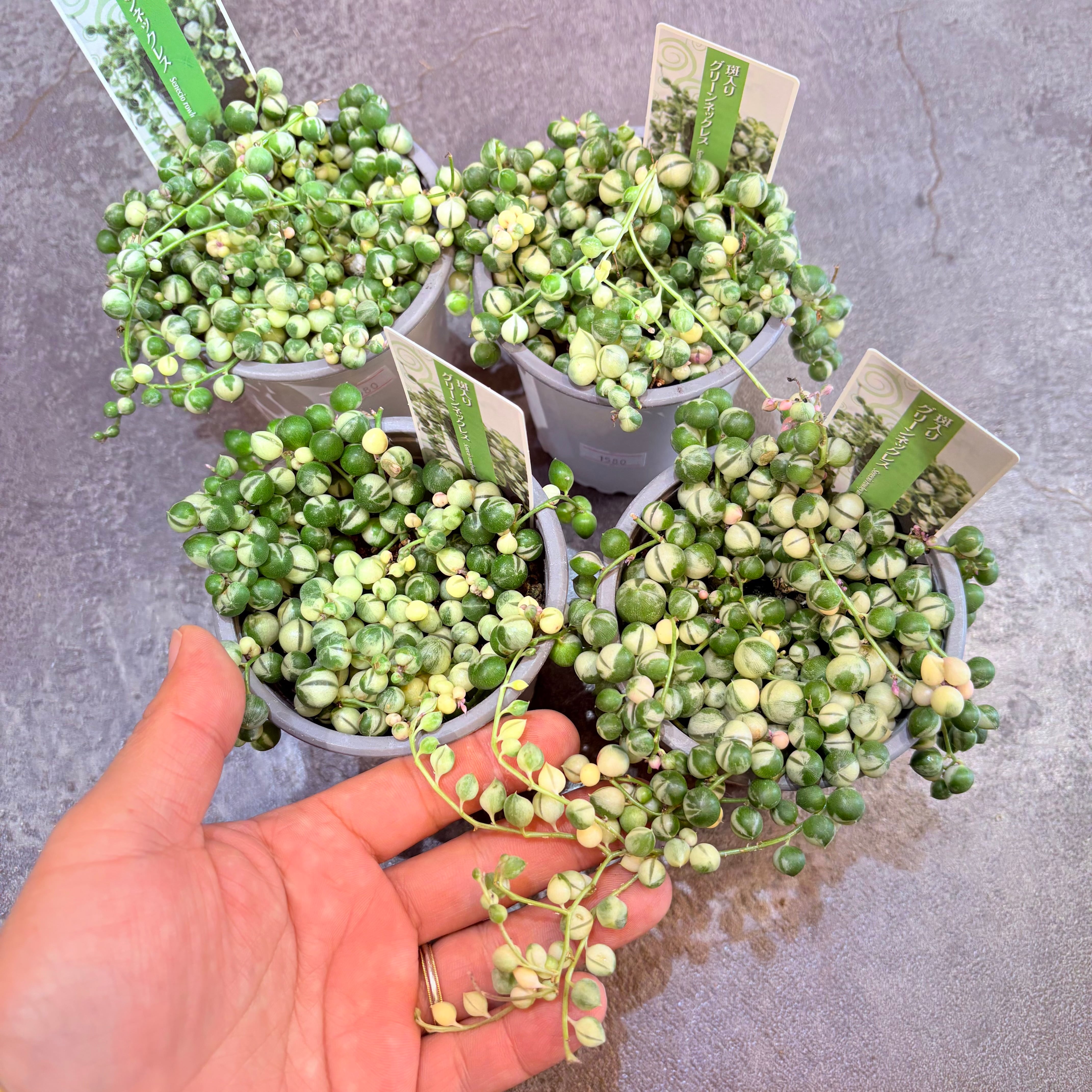 グリーンネックレス斑入り 3号 | Green Vibes 宇都宮市の観葉植物専門店