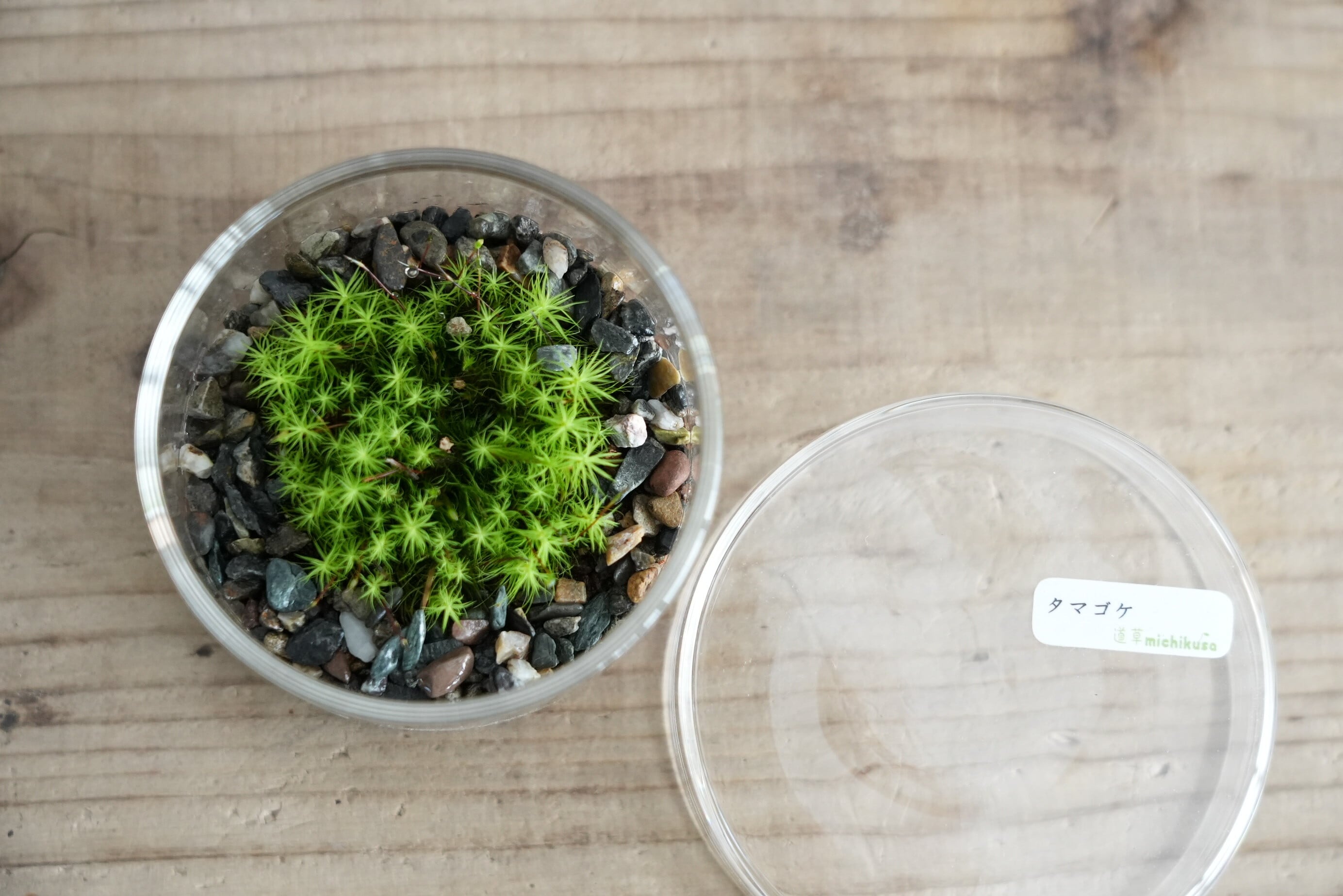 シャーレで育てる小さな苔の森−タマゴケ− ◇初めて育てる苔