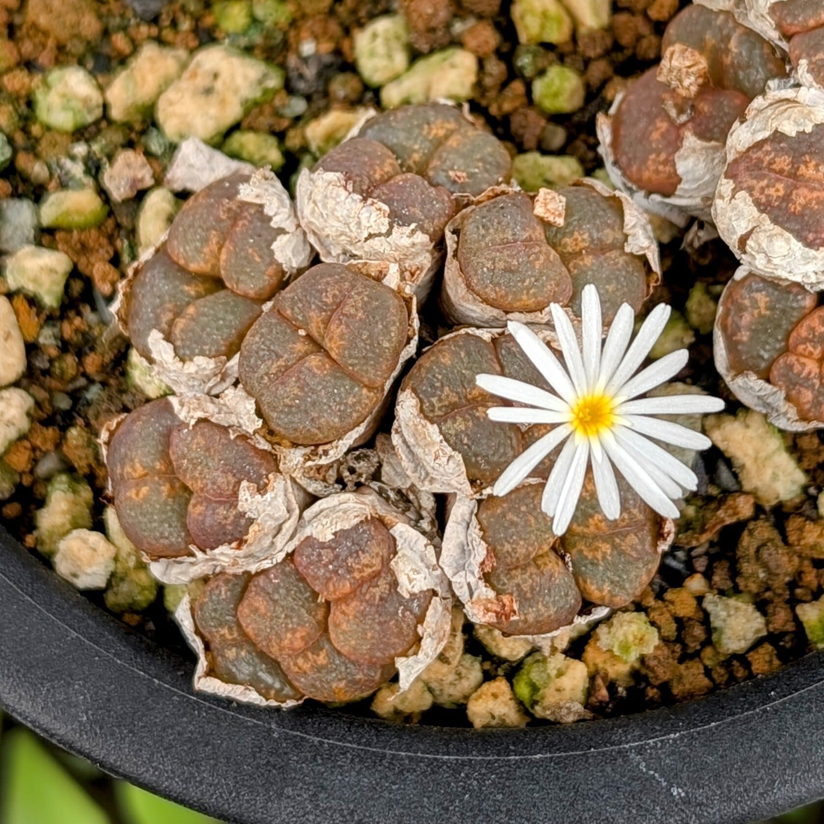 種子(少量パック)/20粒】Conophytum pellucidum subsp. cupreatum (SB