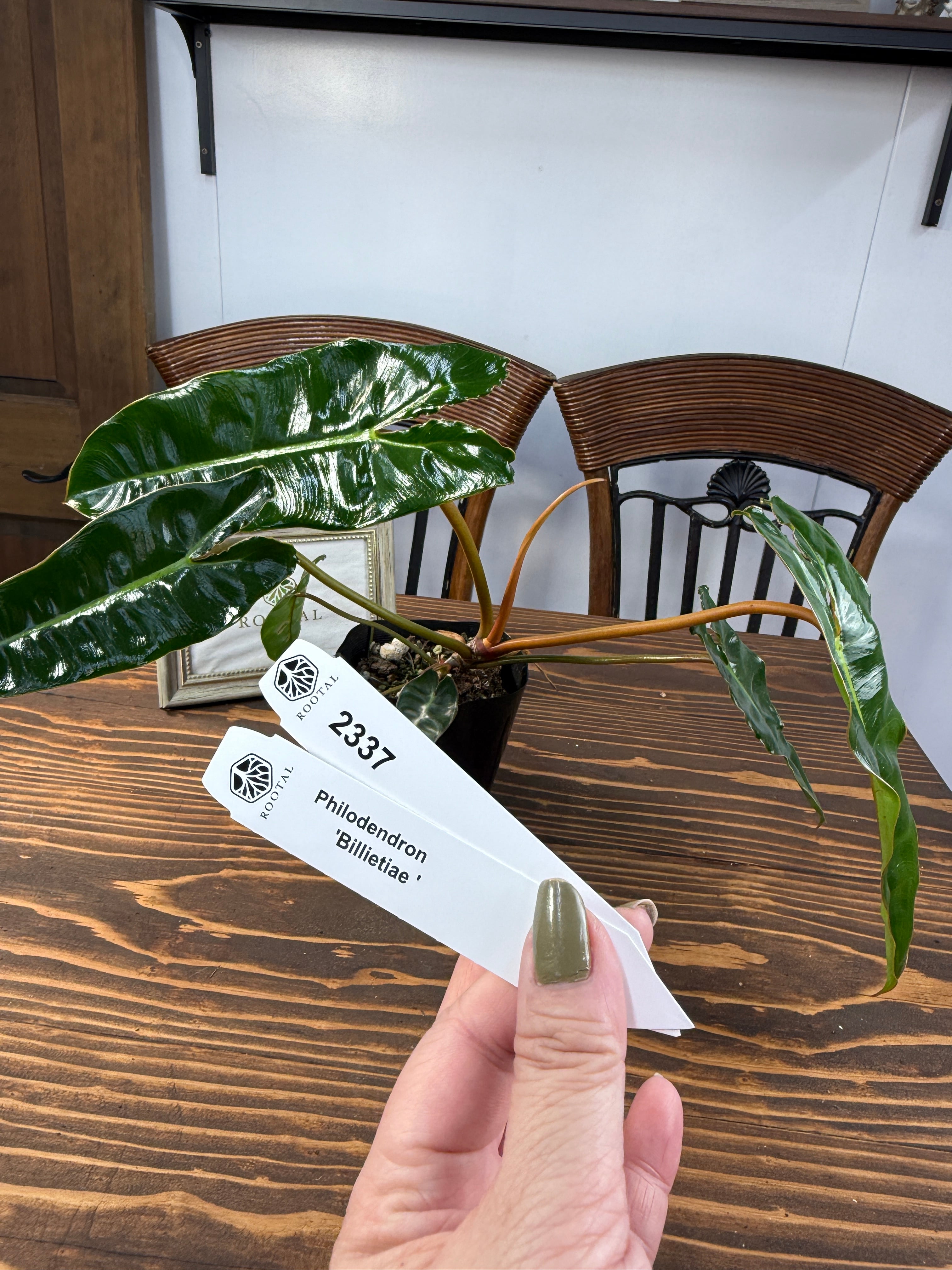 フィロデンドロン | ROOTALPLANTS