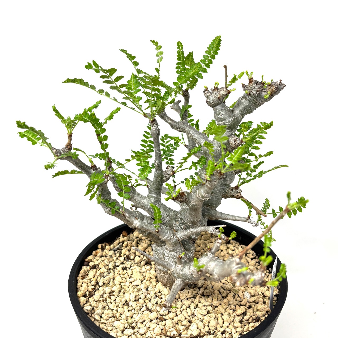 ボスウェリア ネグレクタ