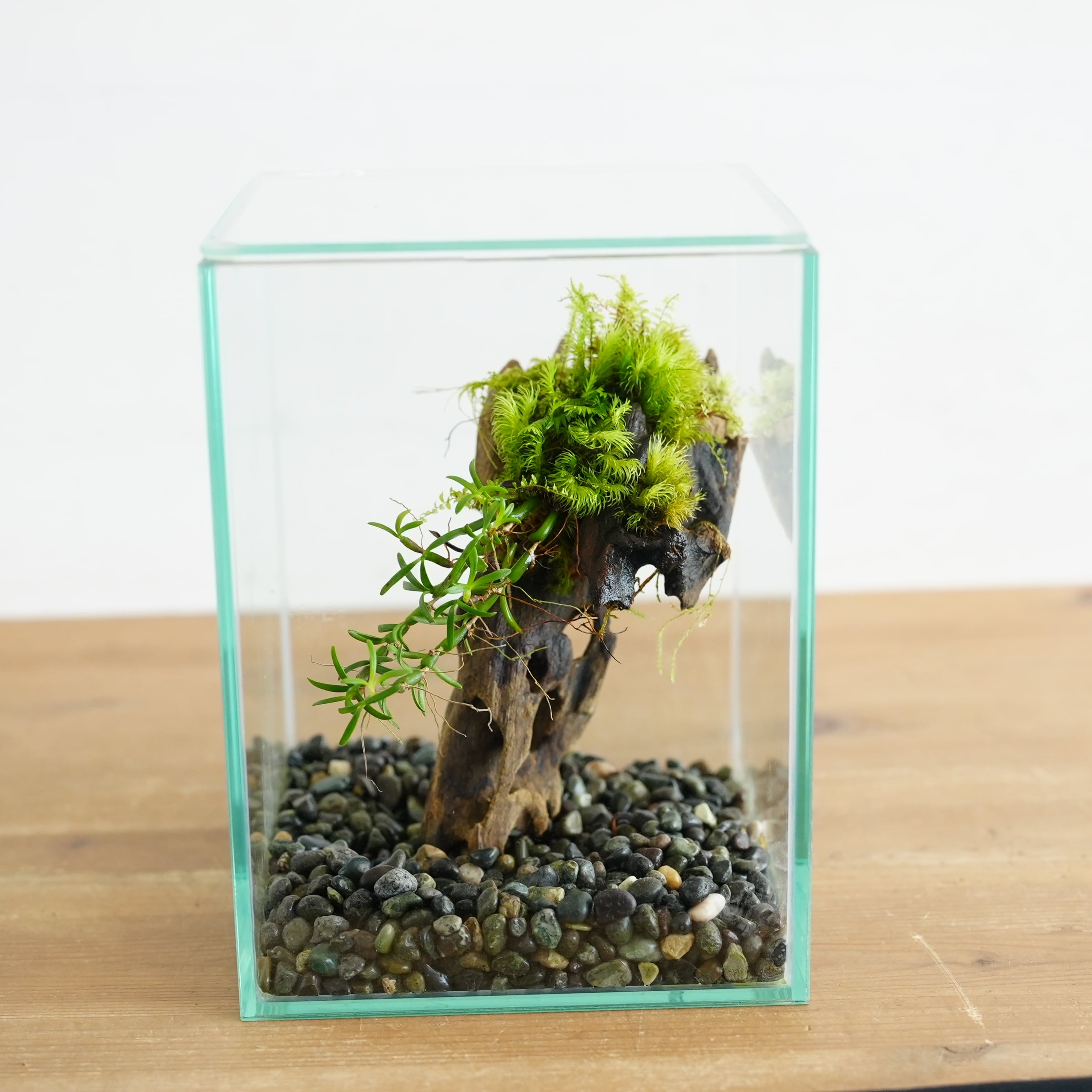 蘭とコケの流木着生◇限定作品 7.22＃4 | 苔テラリウム専門ショップ道草