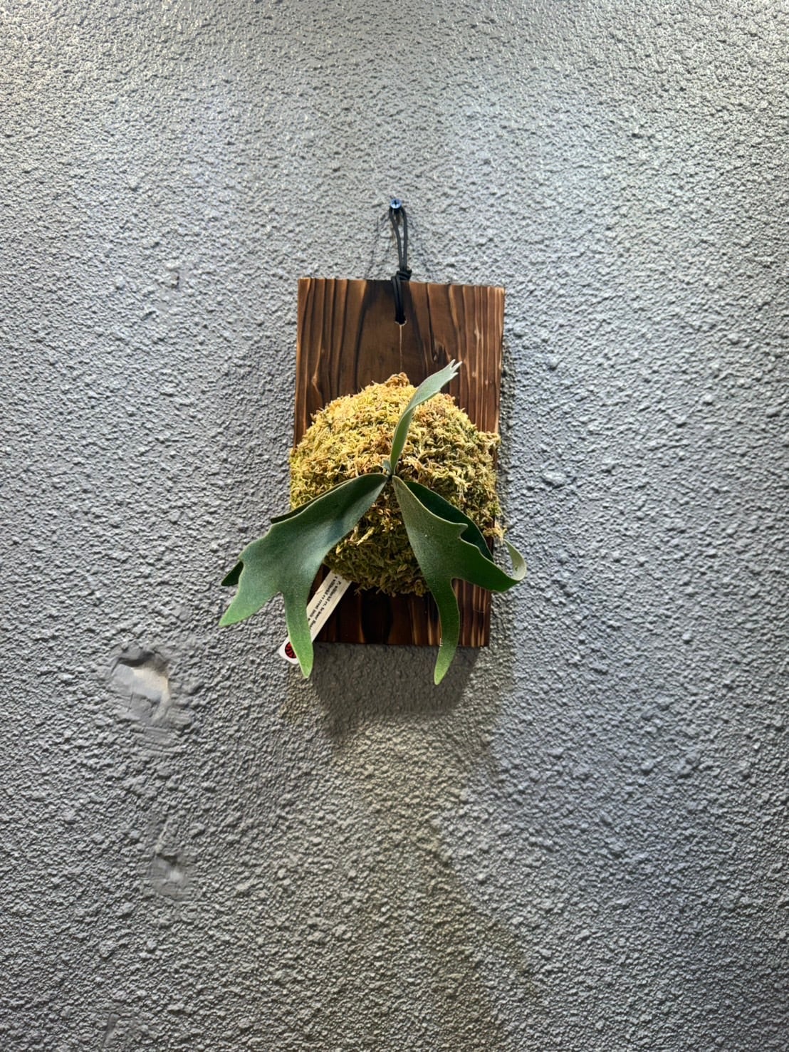 ALL ITEM | Plants.Links