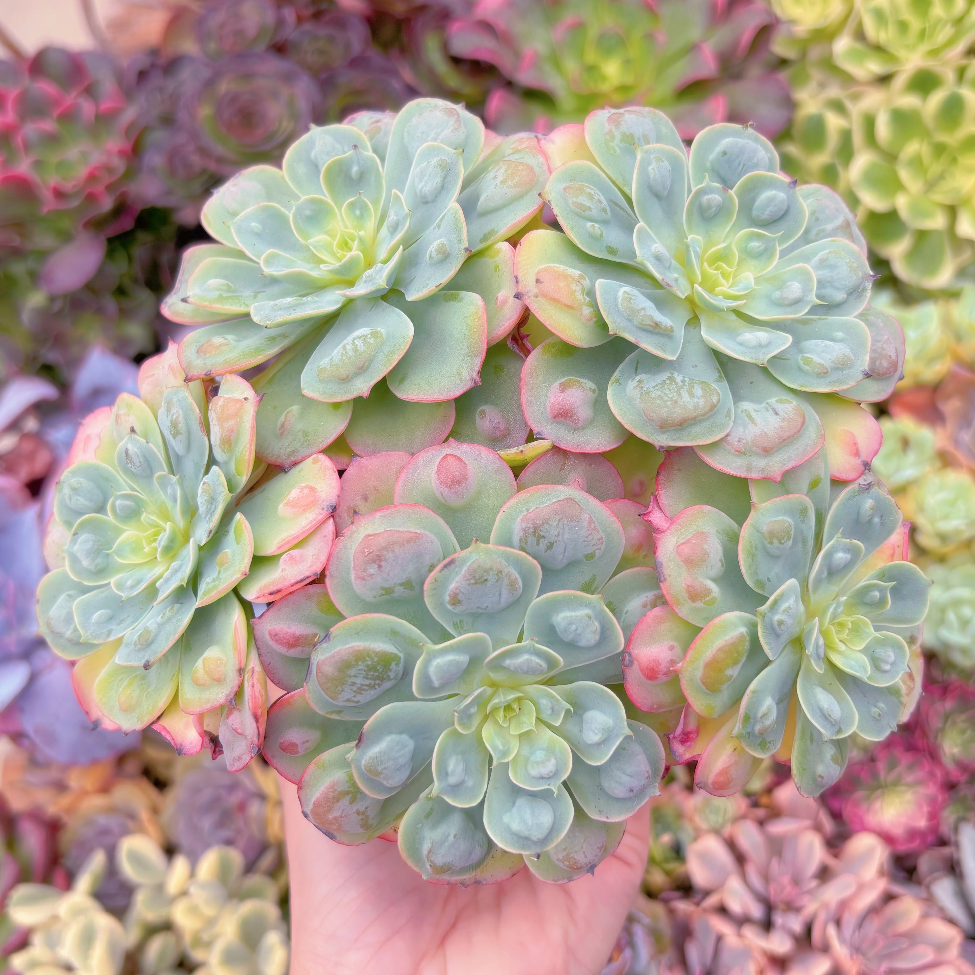 現品　ビヨンセ#B11　大群生　るる農園