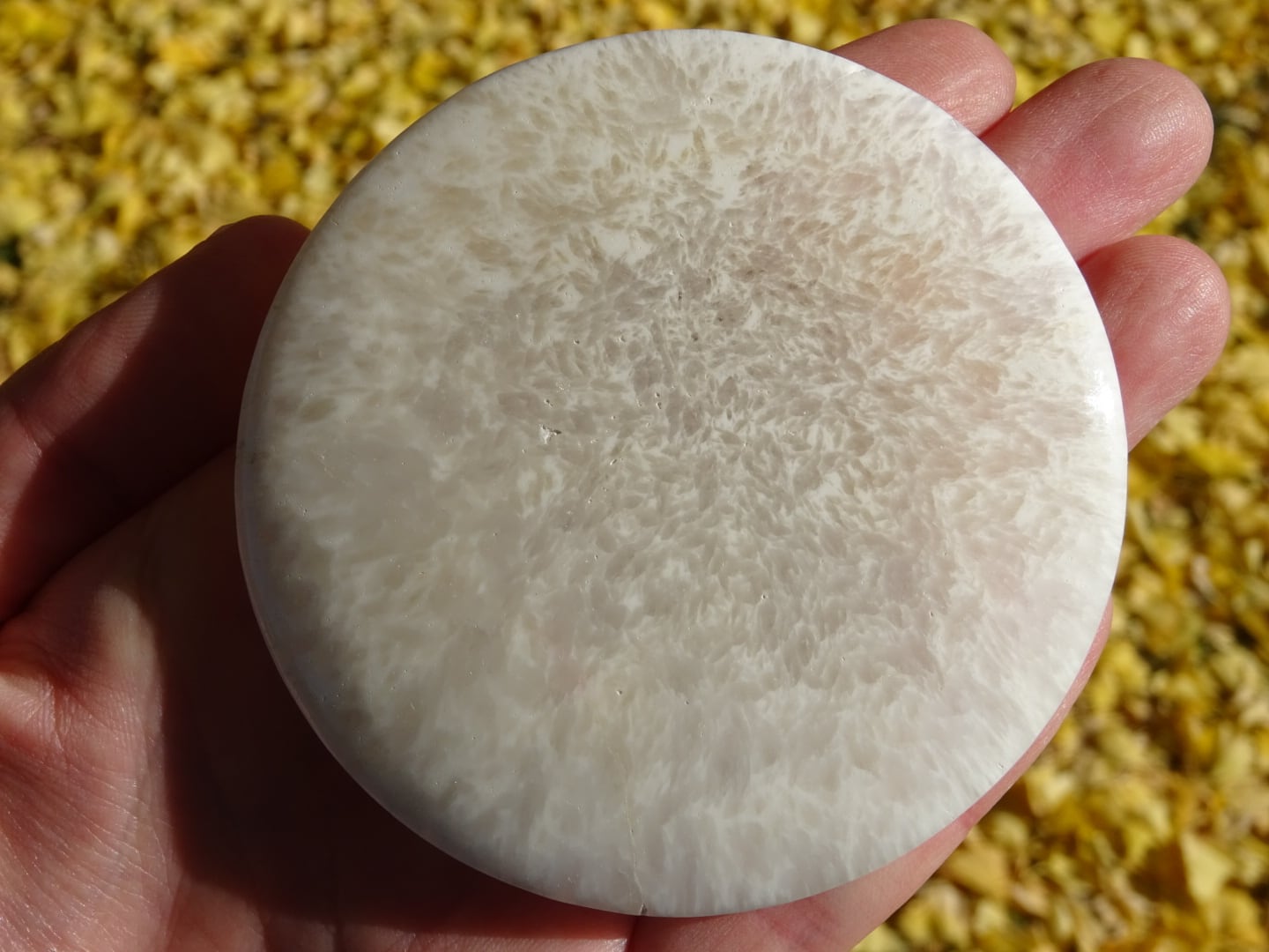 スコレサイト ~Paper Moon~