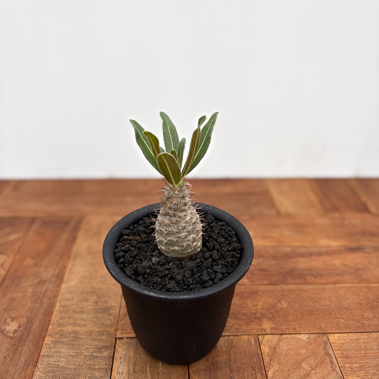 Pachypodium Gracilius【パキポディウム・グラキリス・実生】