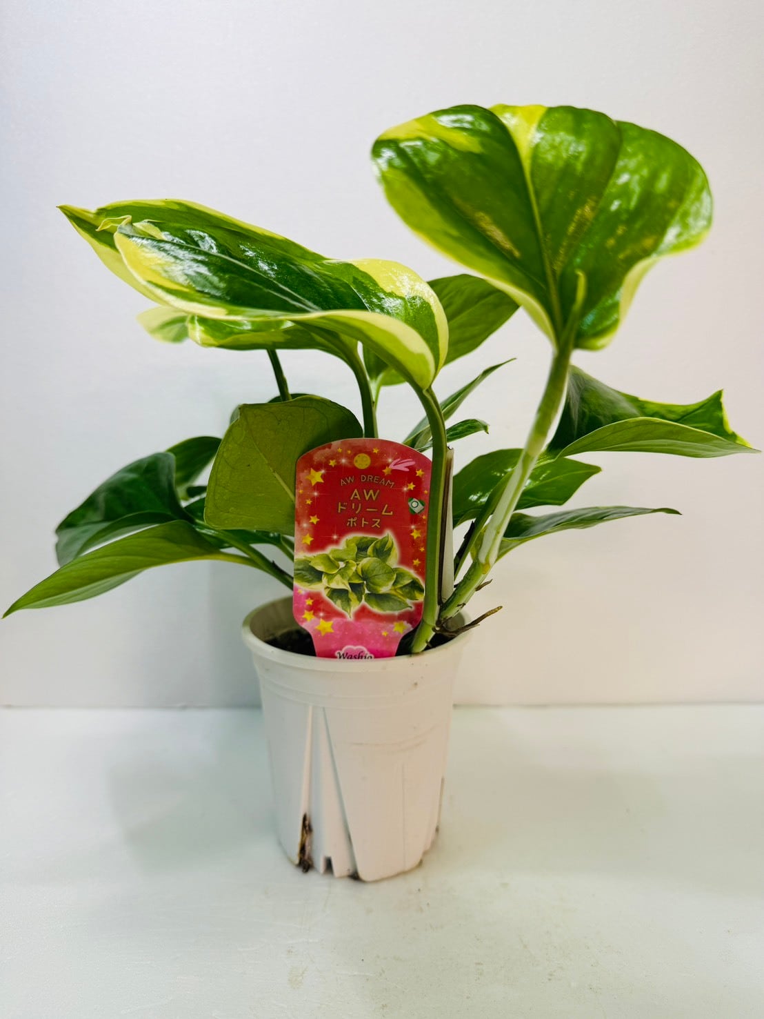 ポトス・AWドリーム 4号 お買得！ | 観葉植物と雑貨のお店 VIVAGREEN