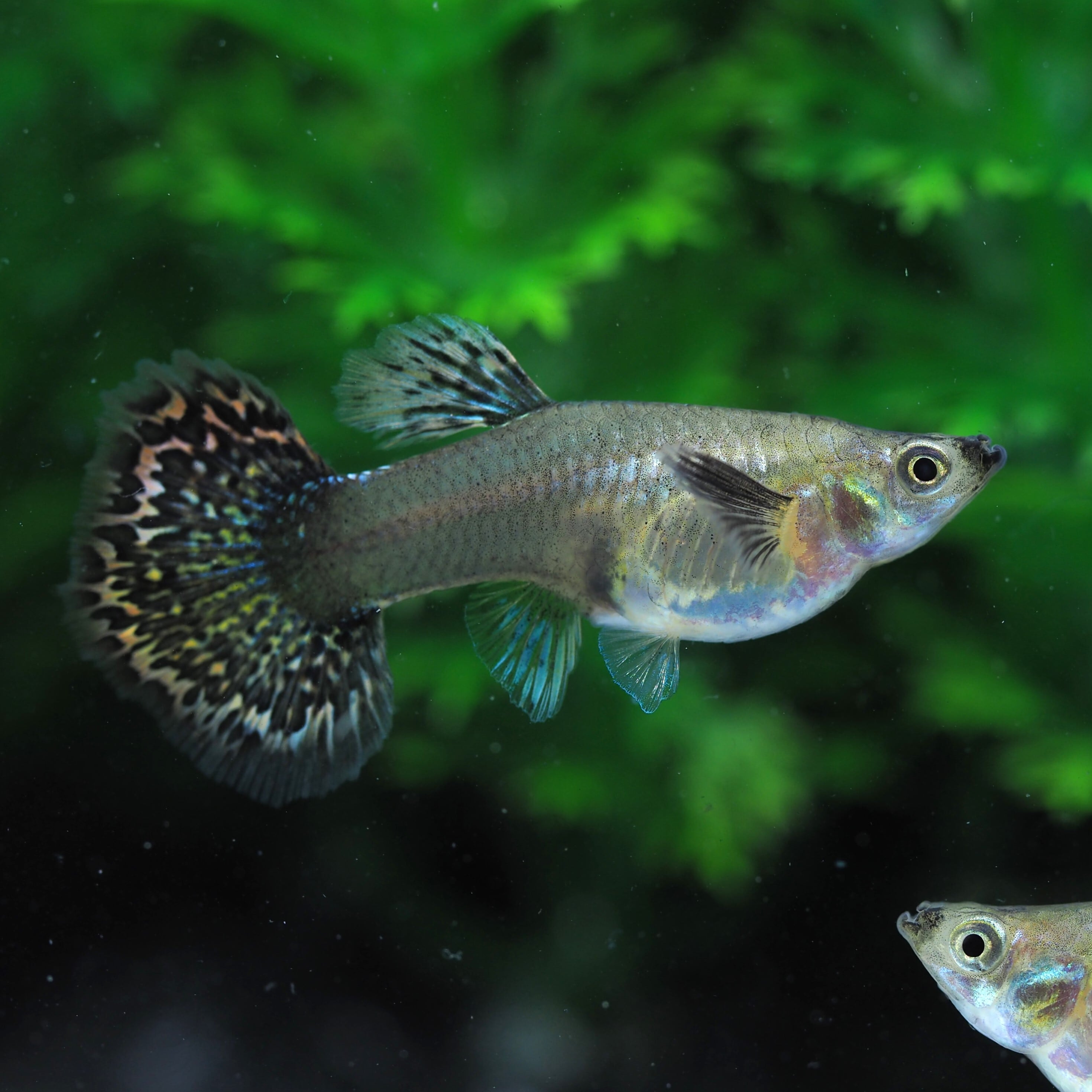 レッド ドラゴン リッボン グッピー