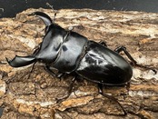 【WD】《スマトラオオヒラタ ベンクール産 75mm ペア》