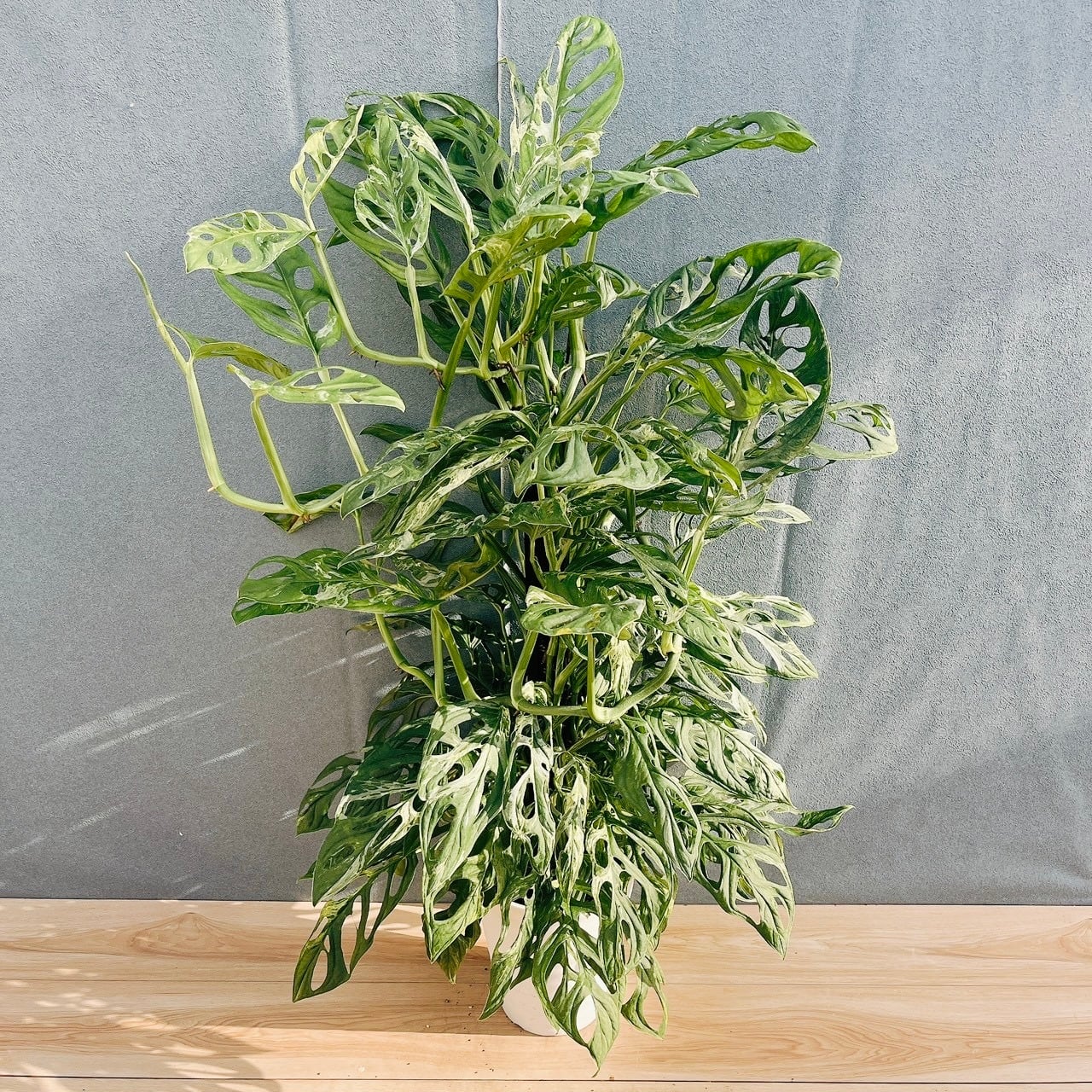現品］【希少】A ソテツ 斑入り 10号 観葉植物 レア プラコッタ鉢
