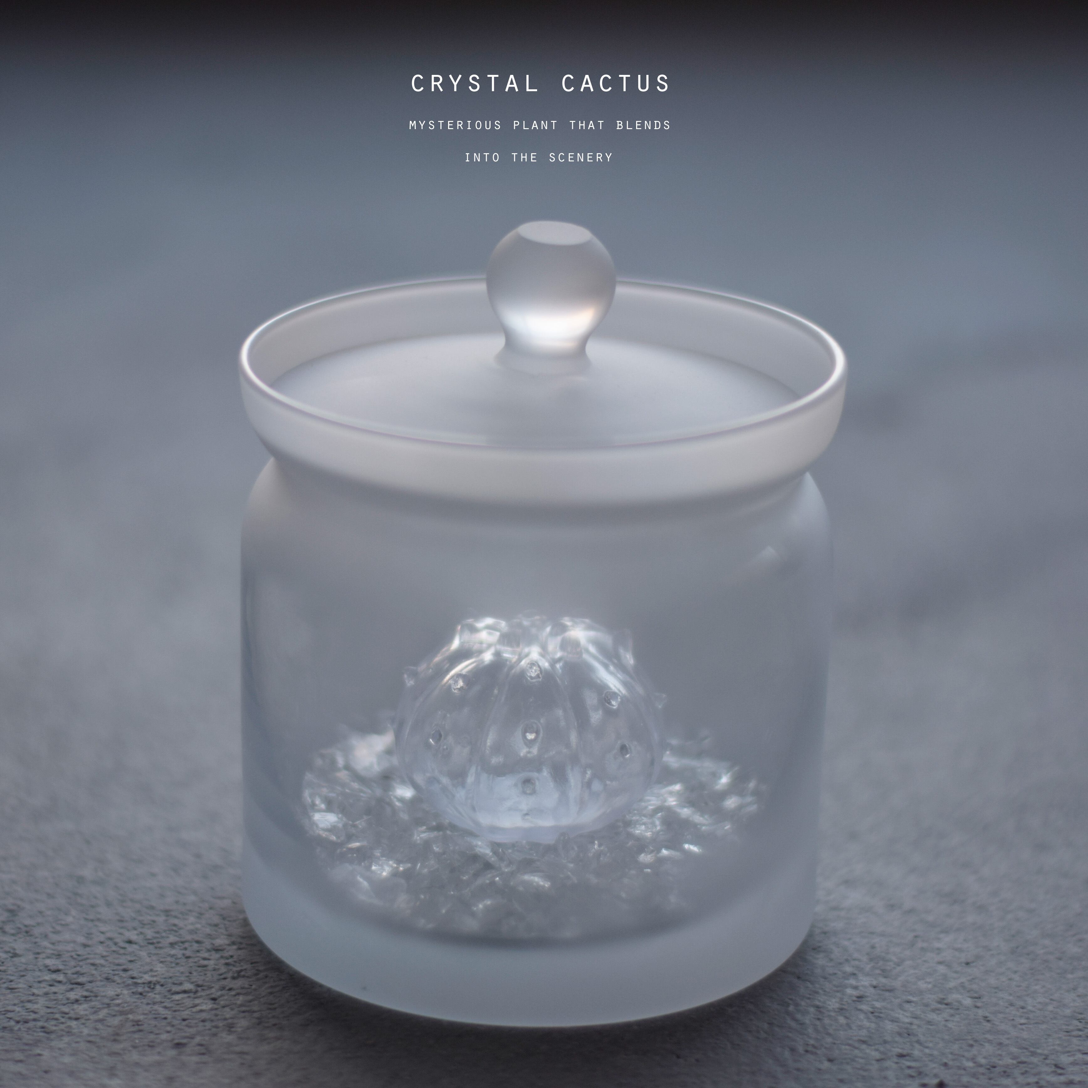 透明サボテン（ブカレンシス） | Sabotensi