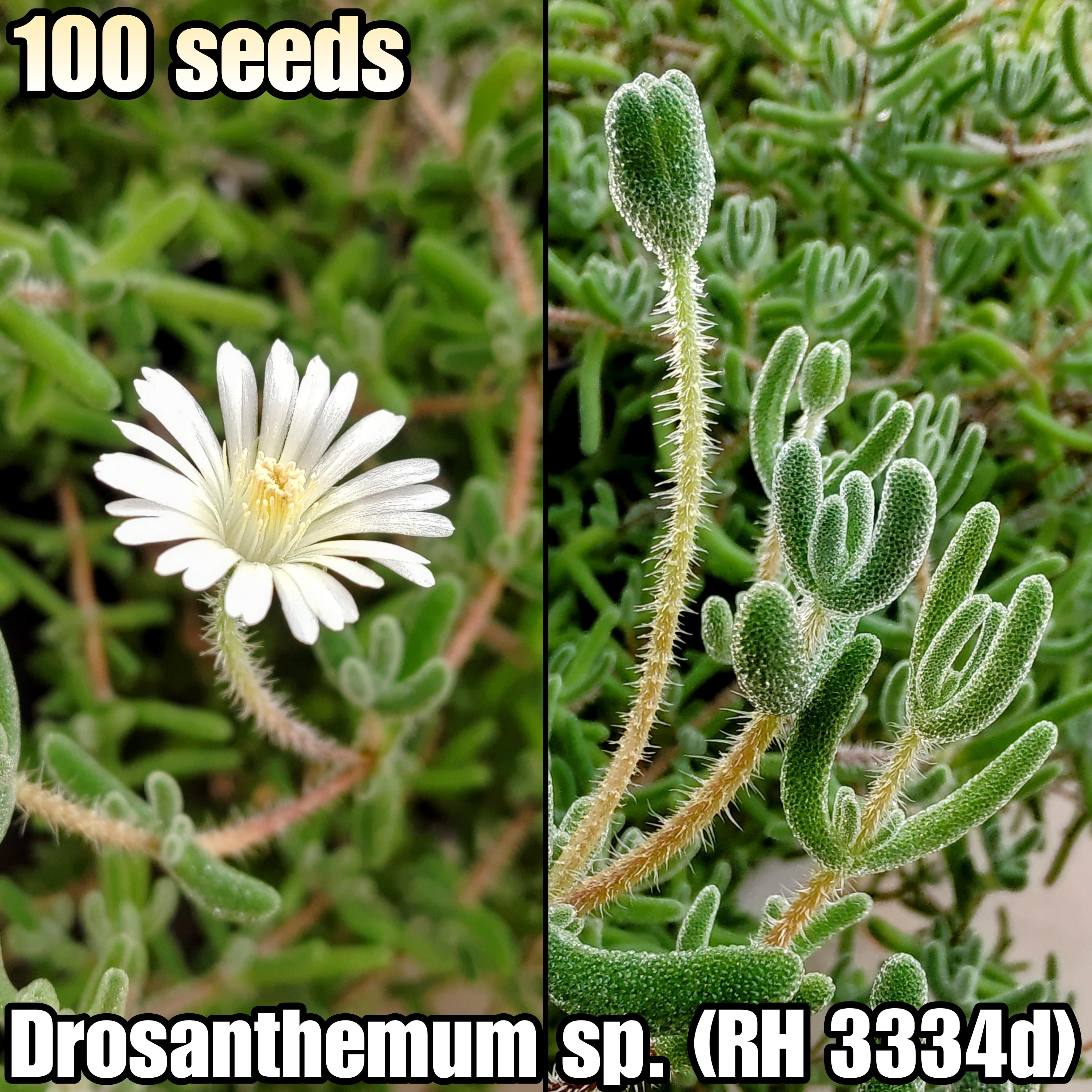 種子(大容量お得パック)/100粒】Drosanthemum sp. (RH 3334d