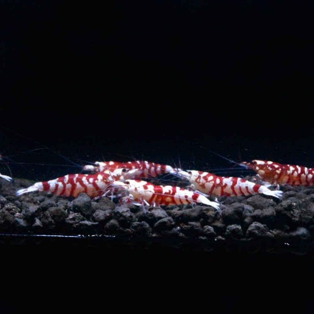 レッドファンシータイガー 花虎 10匹