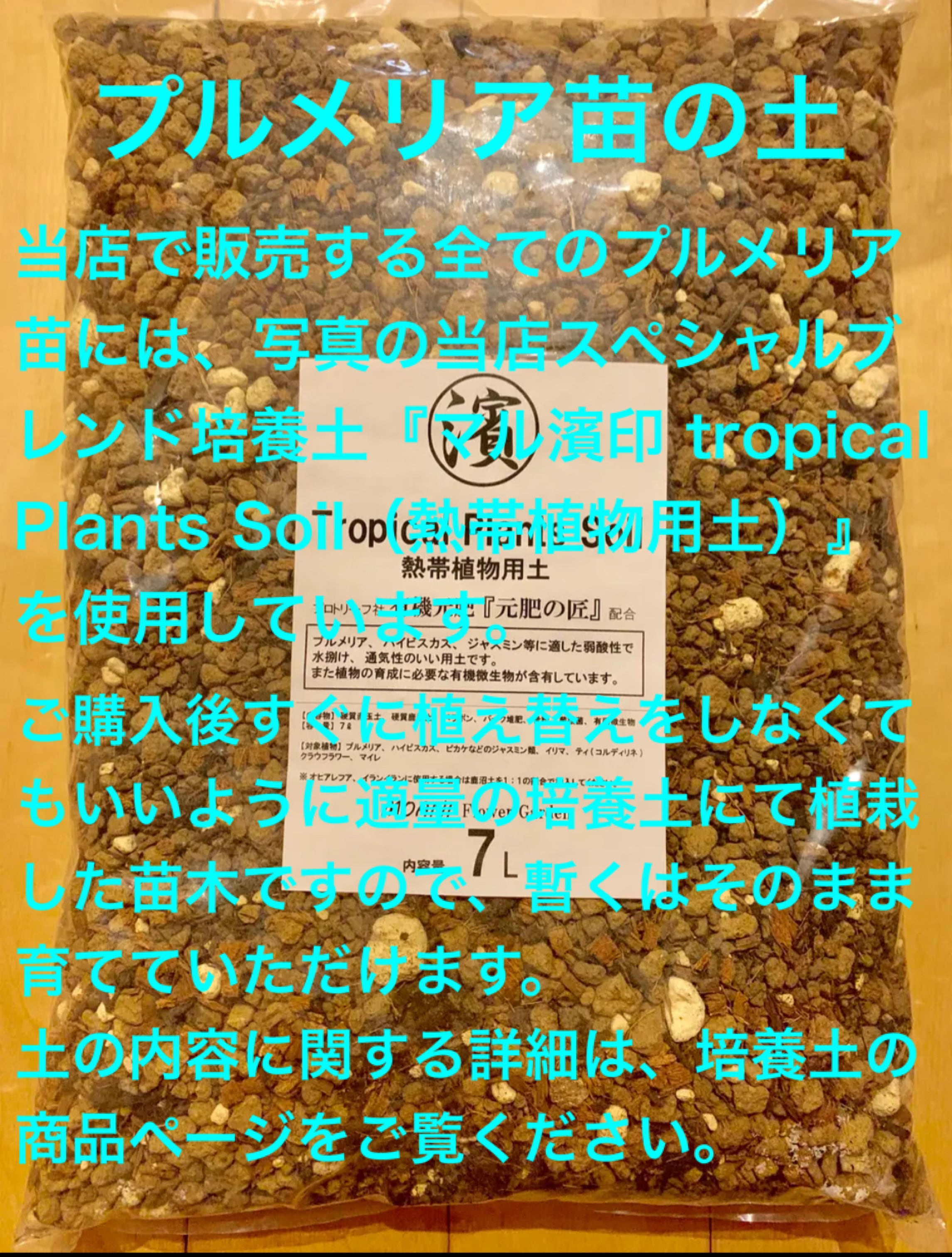 Jungle Jack's プルメリア Jー105 5号pot発根苗 | MOANI Flower Garden