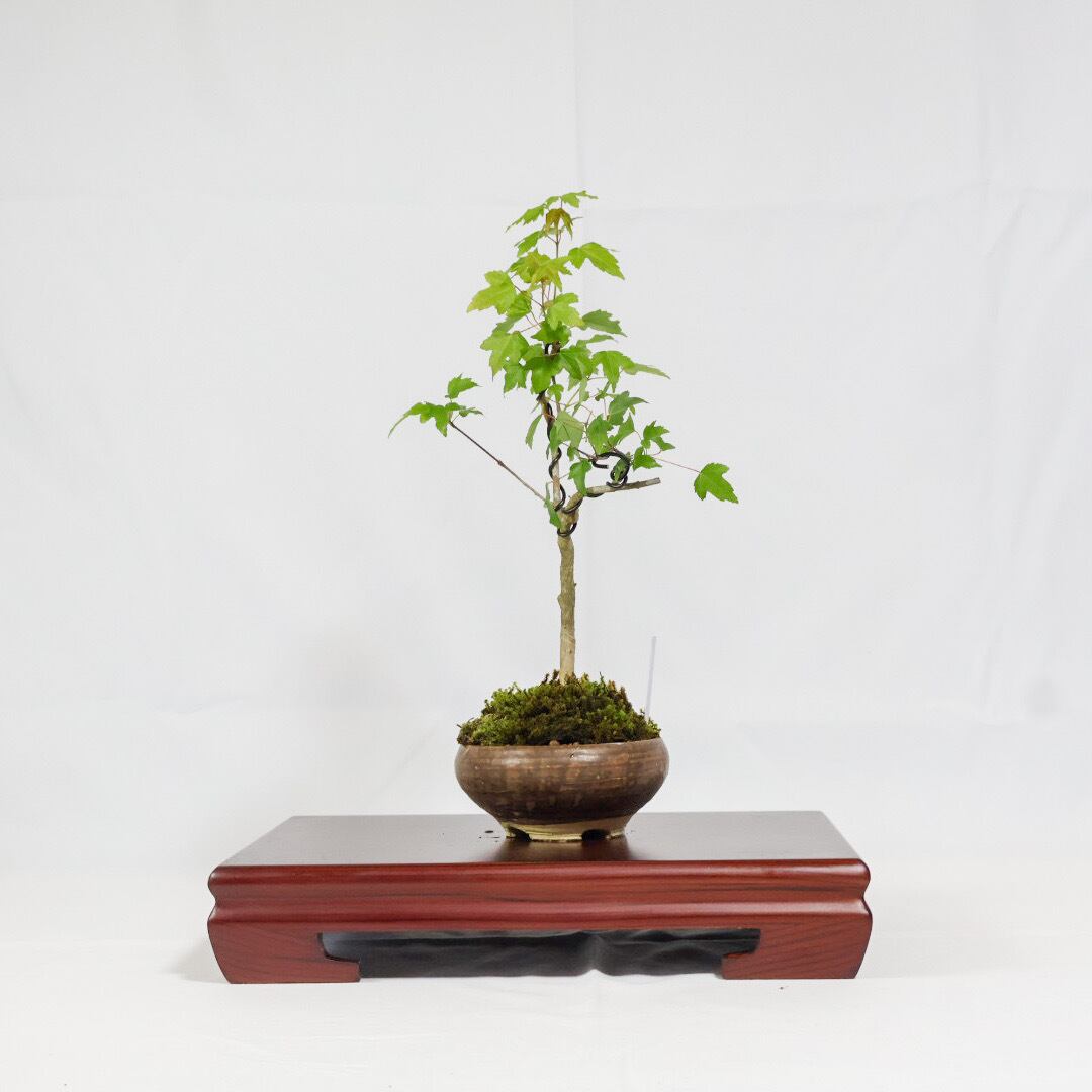 唐楓／トウカエデ盆栽（NA-004） | 和の暮らし盆栽店 | 公式オンライン