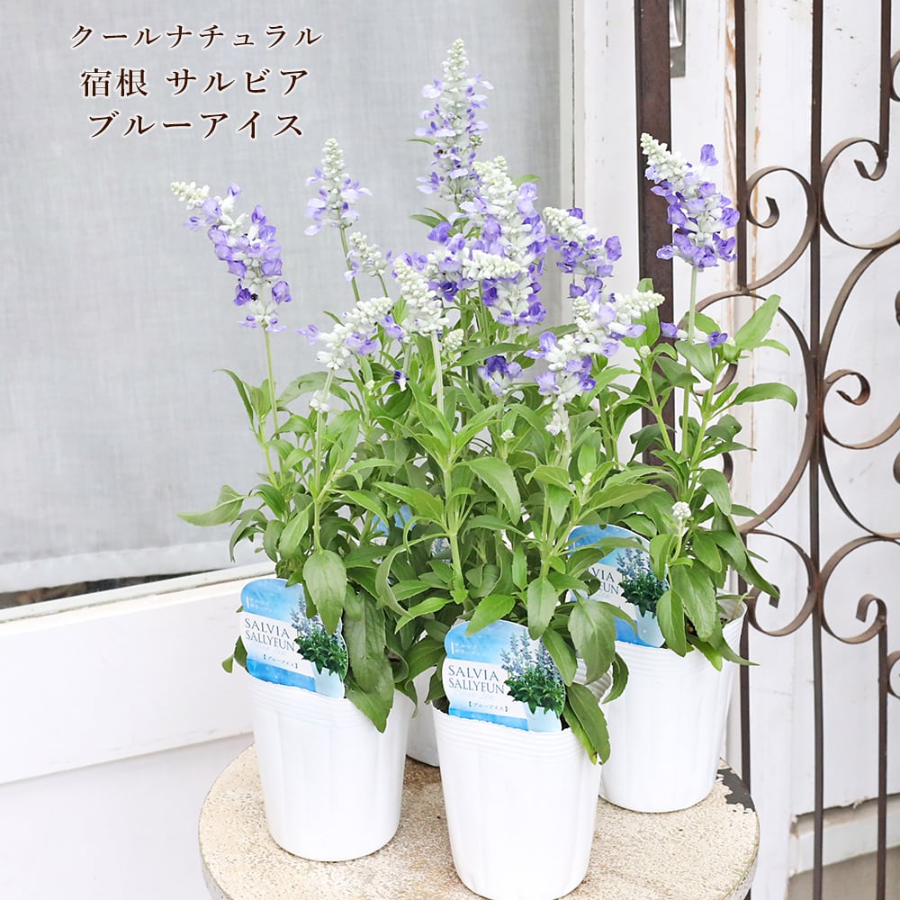 花苗 ダリア ラベラ グランデ コーラル 3.5号 多年草 八重咲き