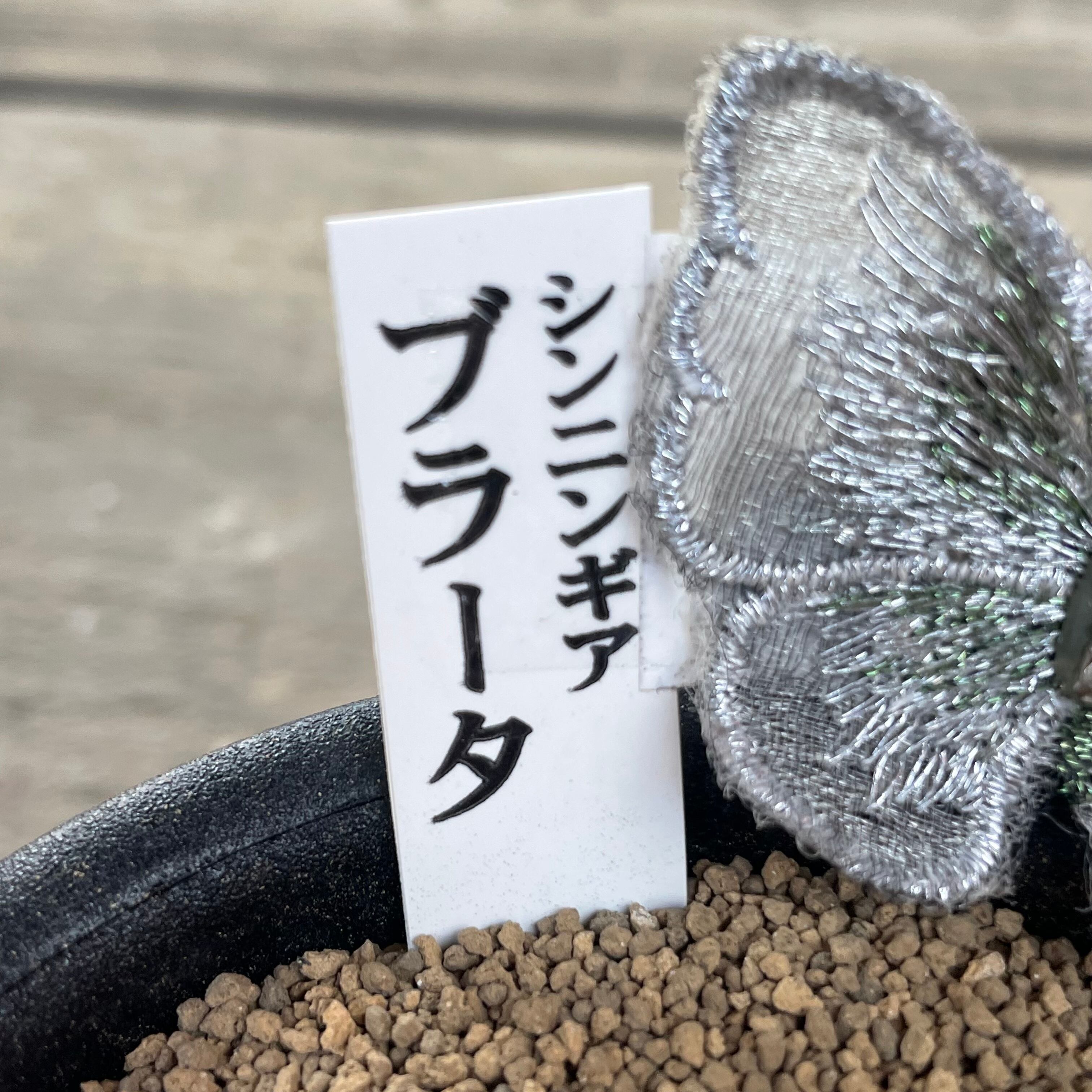 T)ブラータ シンニンギア | RuPo 多肉植物専門店