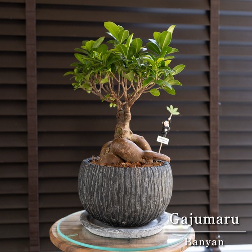 運気UP ガジュマルの木 7号 陶器鉢 ピック付 観葉植物 ガジュマル 多幸の木 0413BK