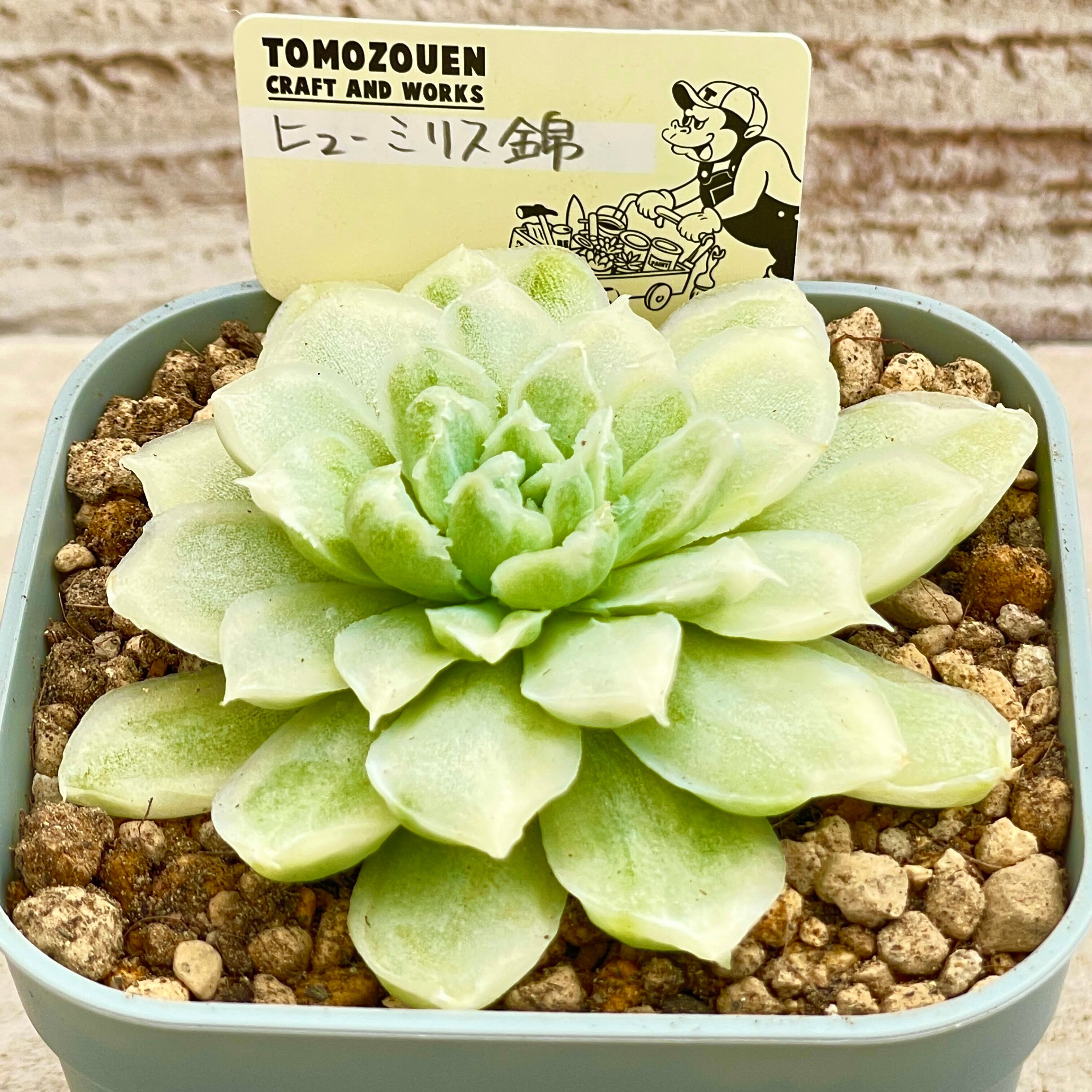 専用 フローレンス錦 【公式通販】