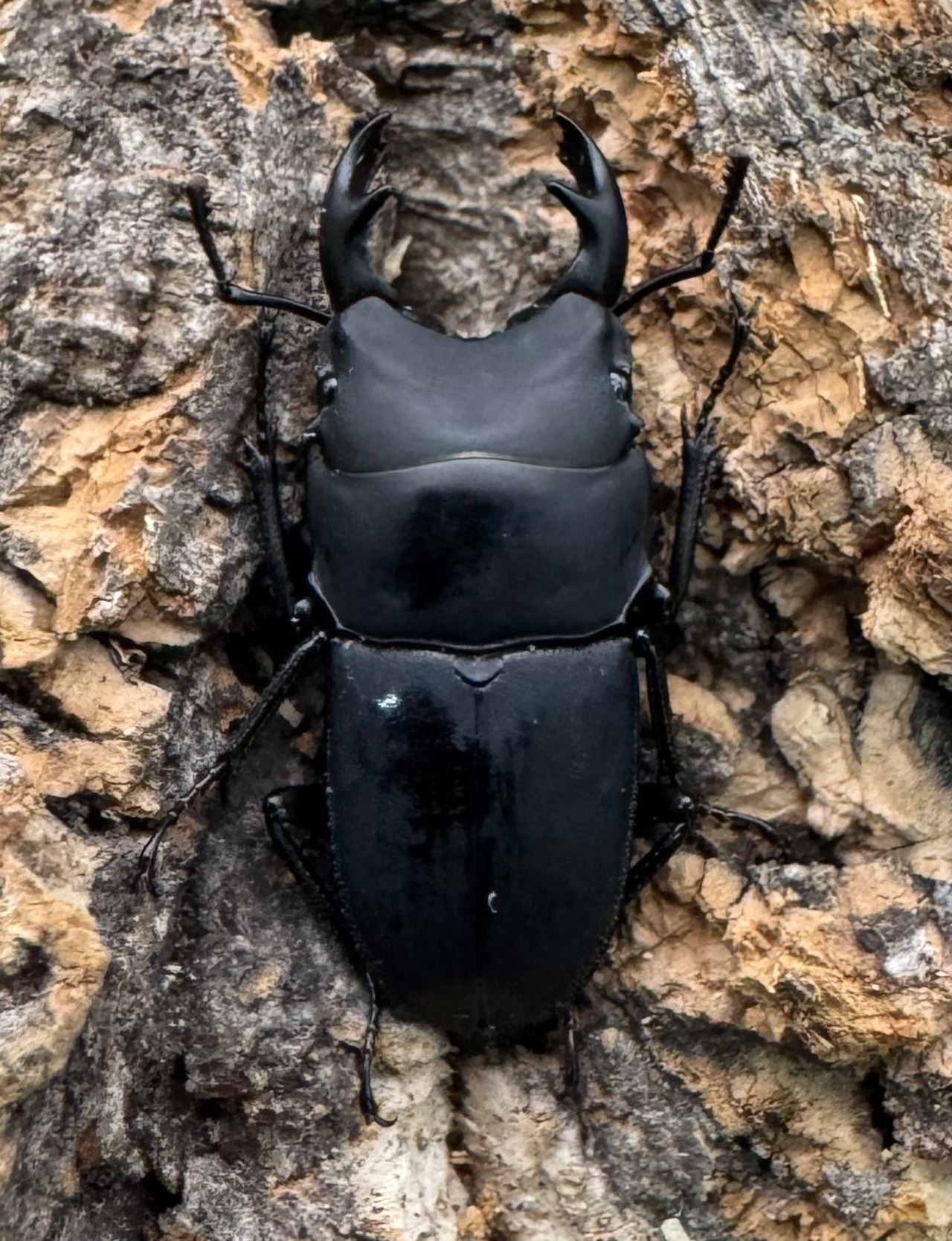 【WF2】《メタドルクス ロトゥンダトゥス ペア＋♂1頭おまけ》