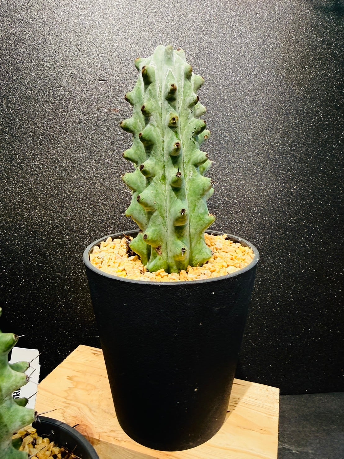 柱サボテン・ステノセレウス・ベネッケイ（Stenocereus beneckei、和名