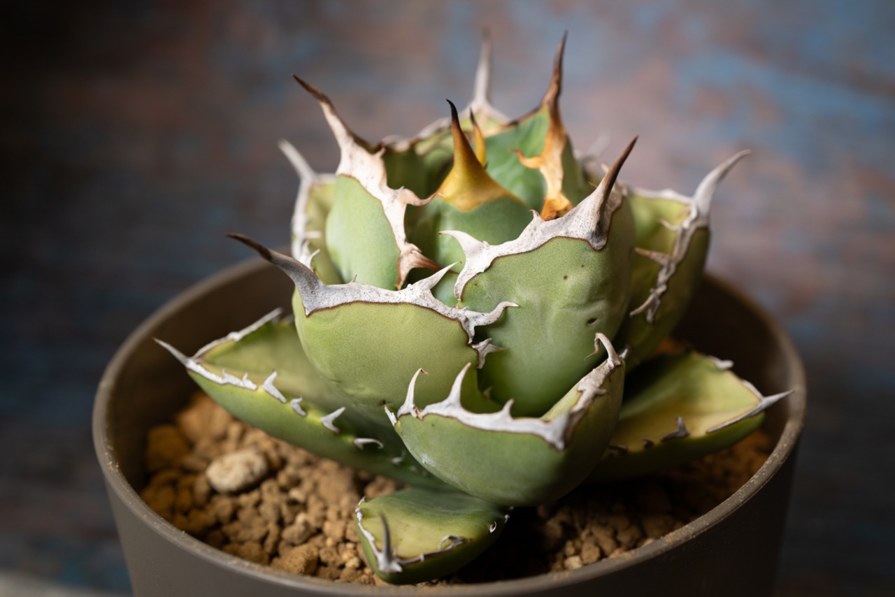 アガベ チタノタ ノーネーム⑧ 画像8