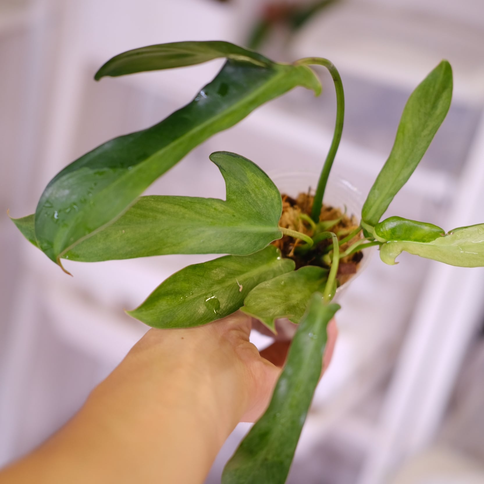 フィロデンドロン ロンギロバトム ミント│Philodendron longilobatum