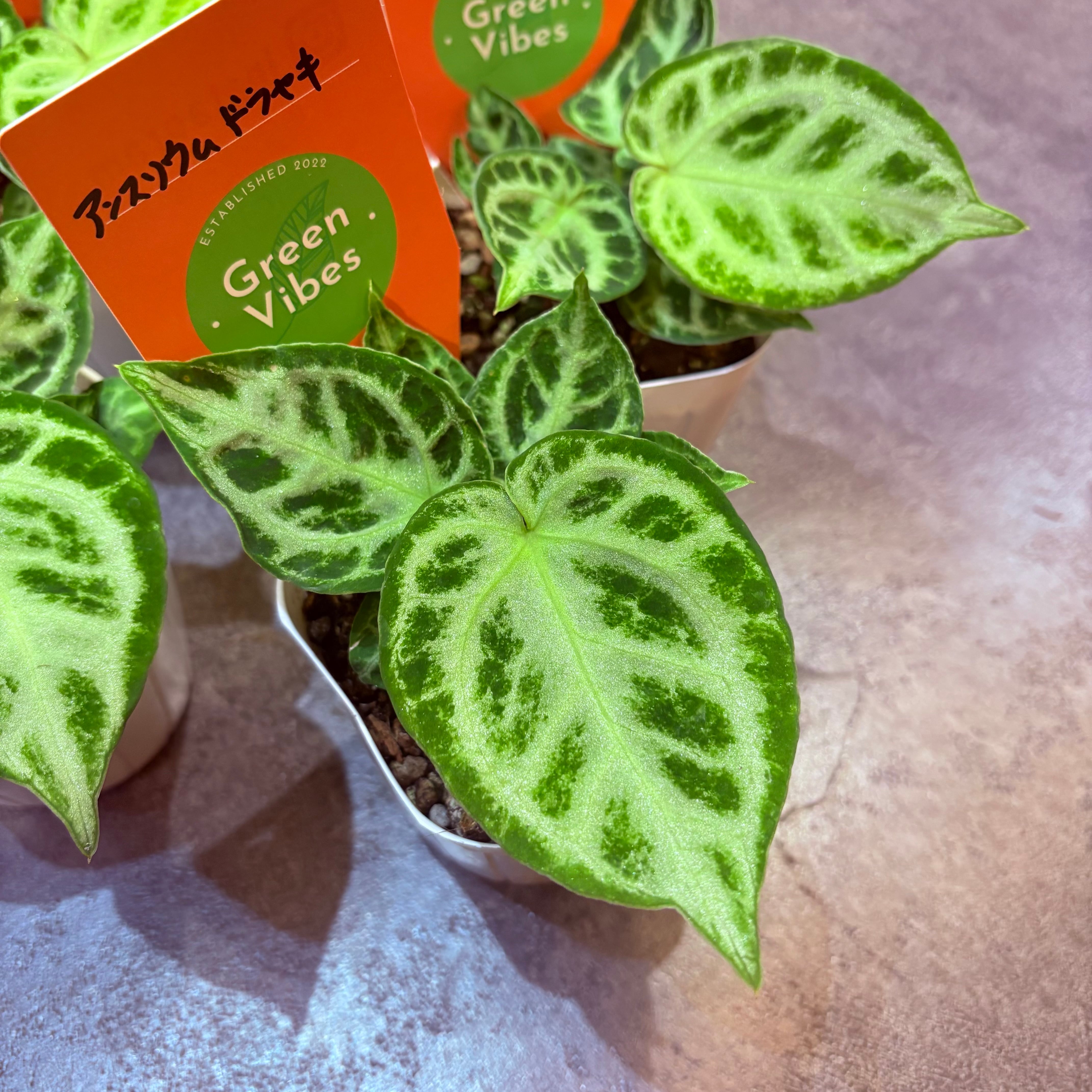 セール中❗️超希少❗️サイズ特大❗️アンスリウムドラヤキ特大新葉展開中✨️ アンスリウム ドラヤキ 3号 | Green Vibes 宇都宮市の観葉植物専門店