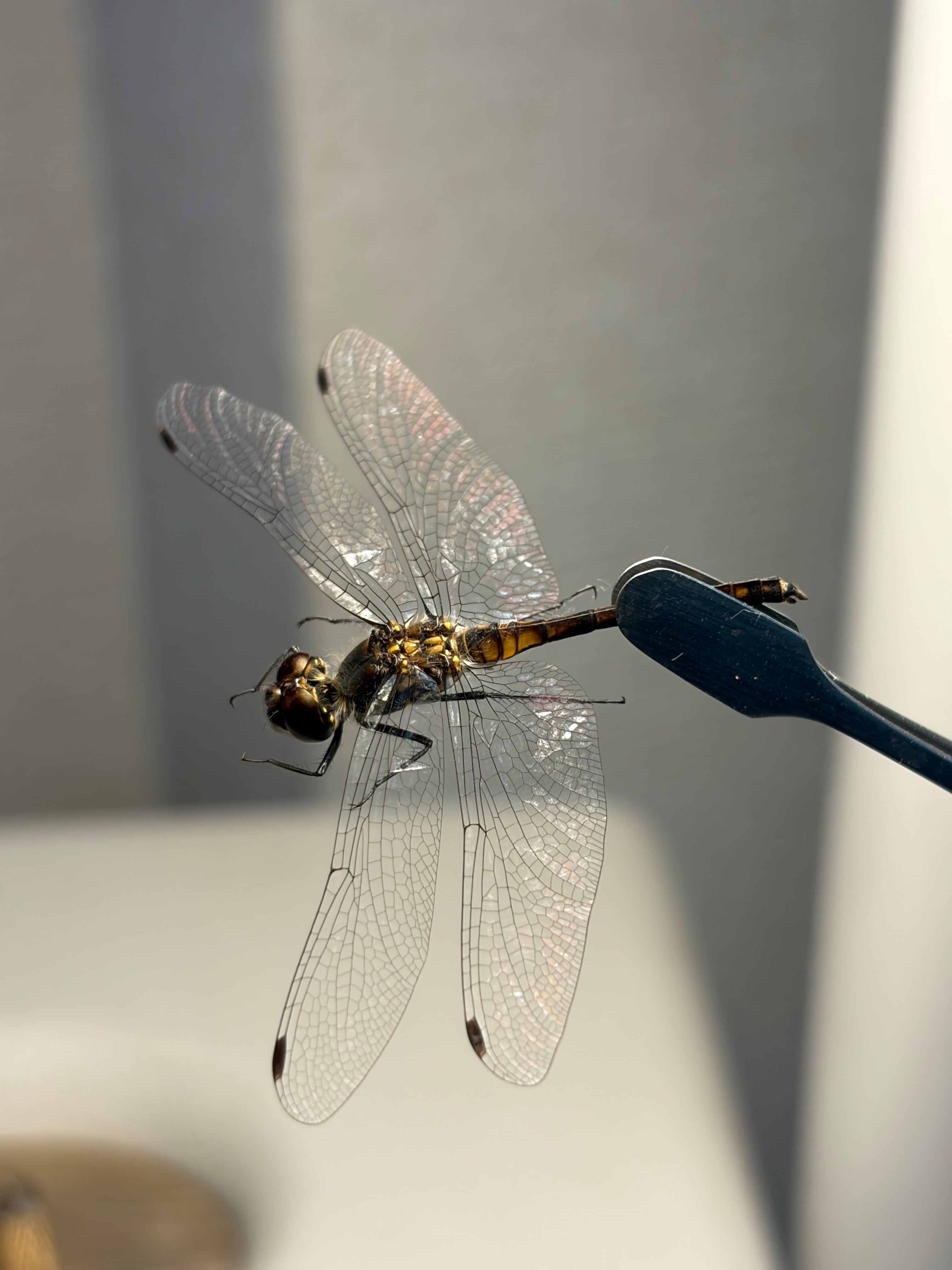 ムツアカネ 標本 オニヤンマ トンボ ストラップ 虫除けトンボ リアル