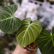 フィロデンドロン エルチョコレッド / Philodendron "El Choco Red"⑯ / 観葉植物<育て方・花言葉>