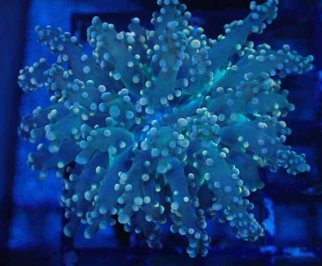 Paradivisa 3
