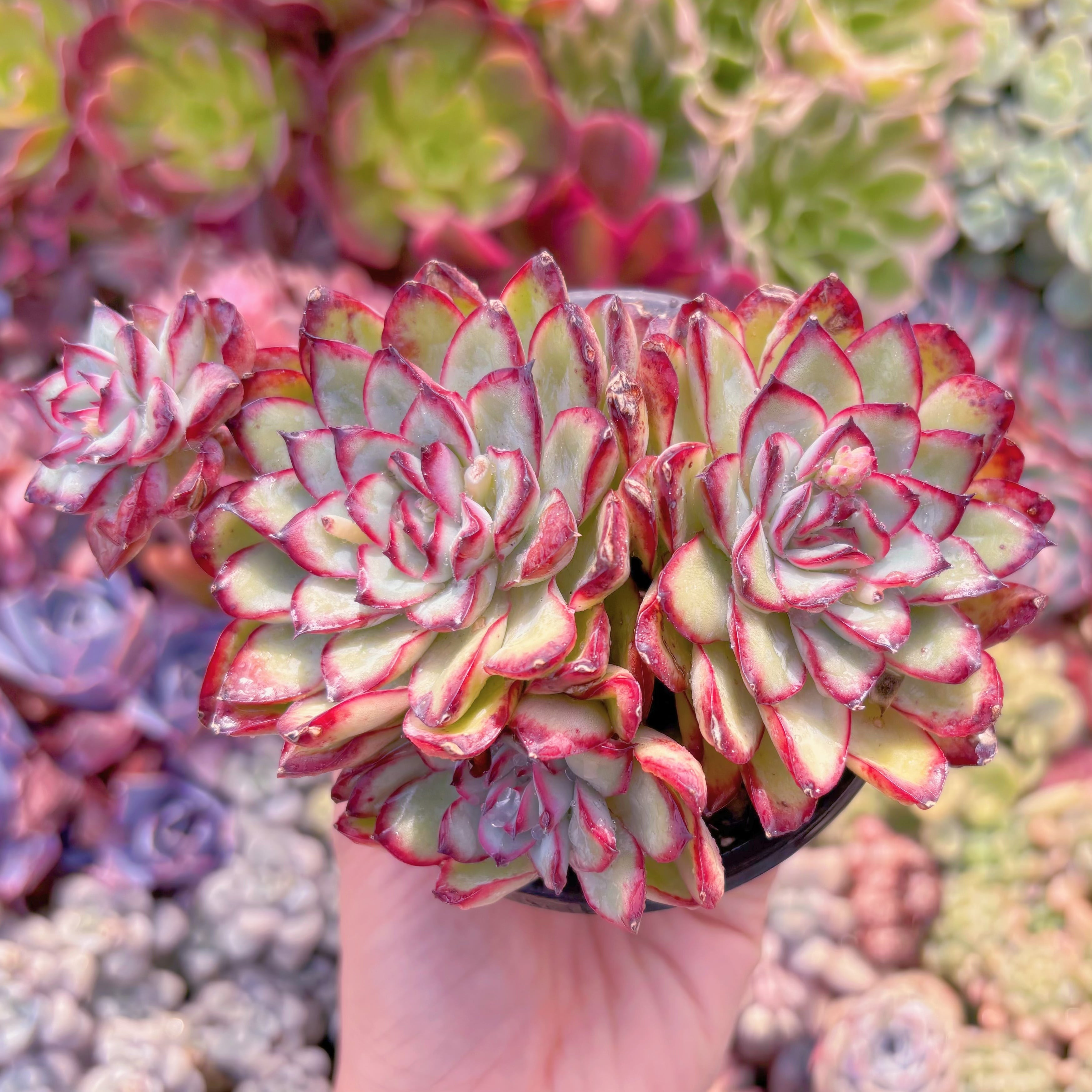 現品　メキシコプリトニス#334　群生　るる農園