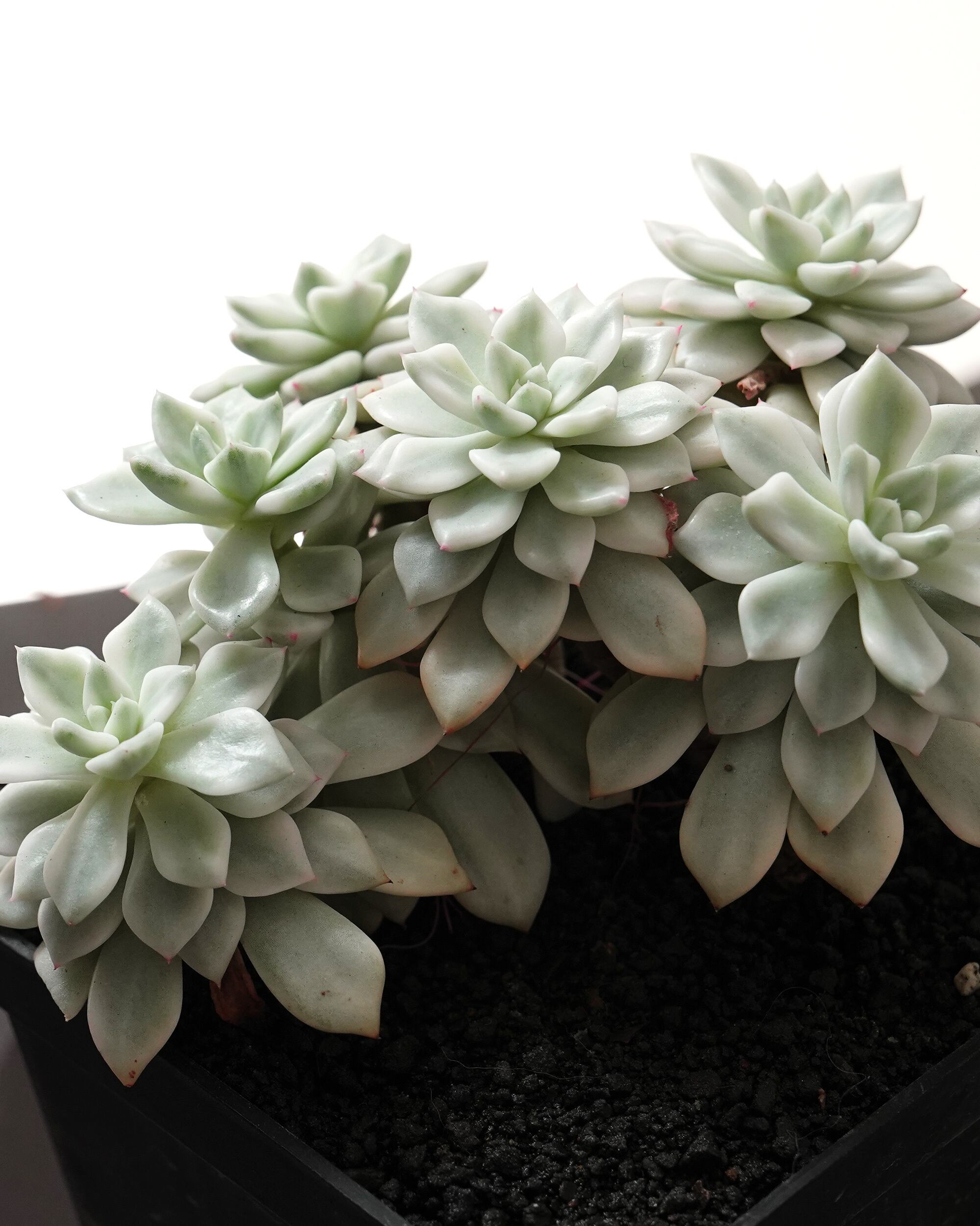 PREMIUM】 抜き苗 マーガレットレッピン錦 大株 Graptoveria