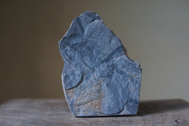 Asterophyllites longifolius　化石