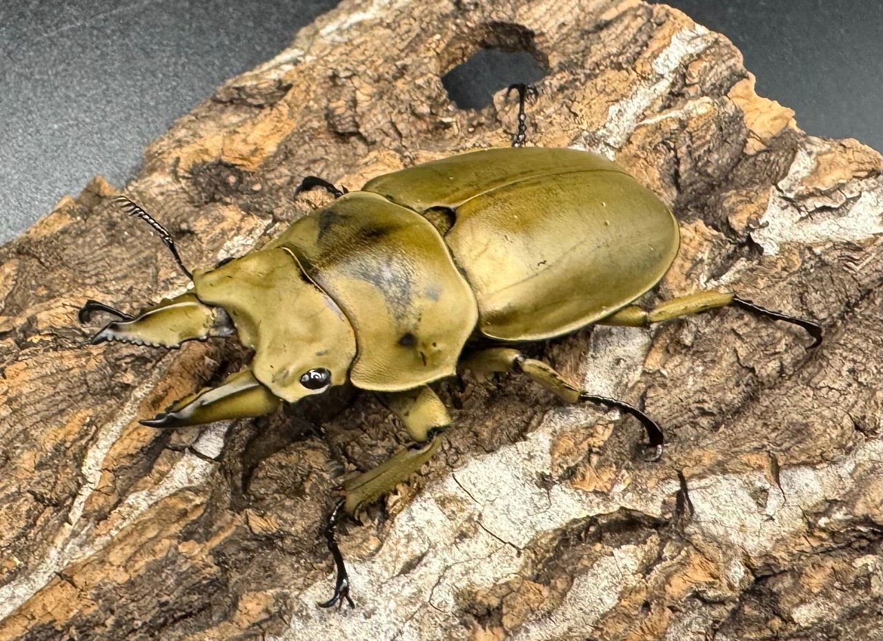 【WD】《モーレンカンプオウゴンオニ 53mm ペア》