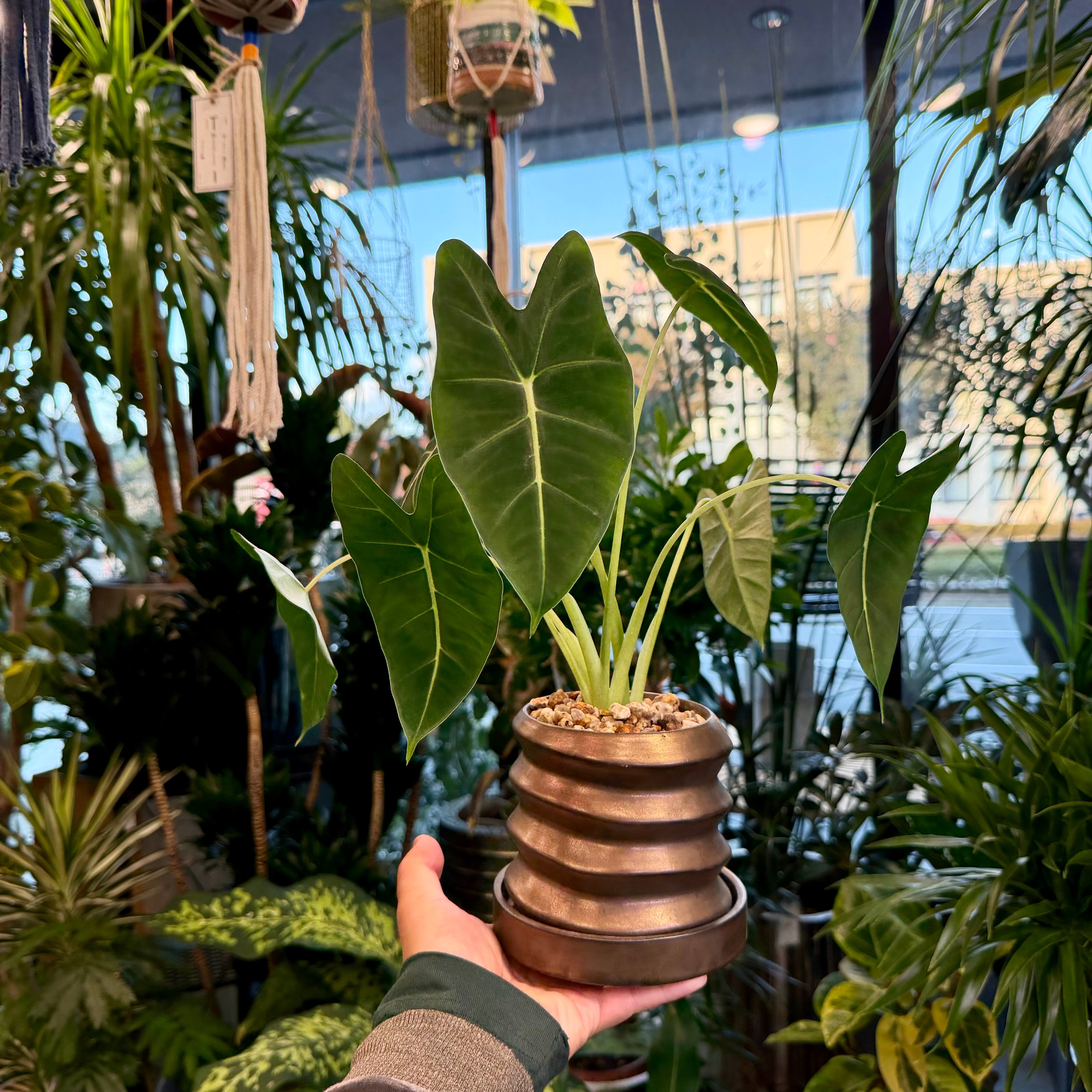 アロカシア・グリーンベルベット | barrelplants_BONSAI