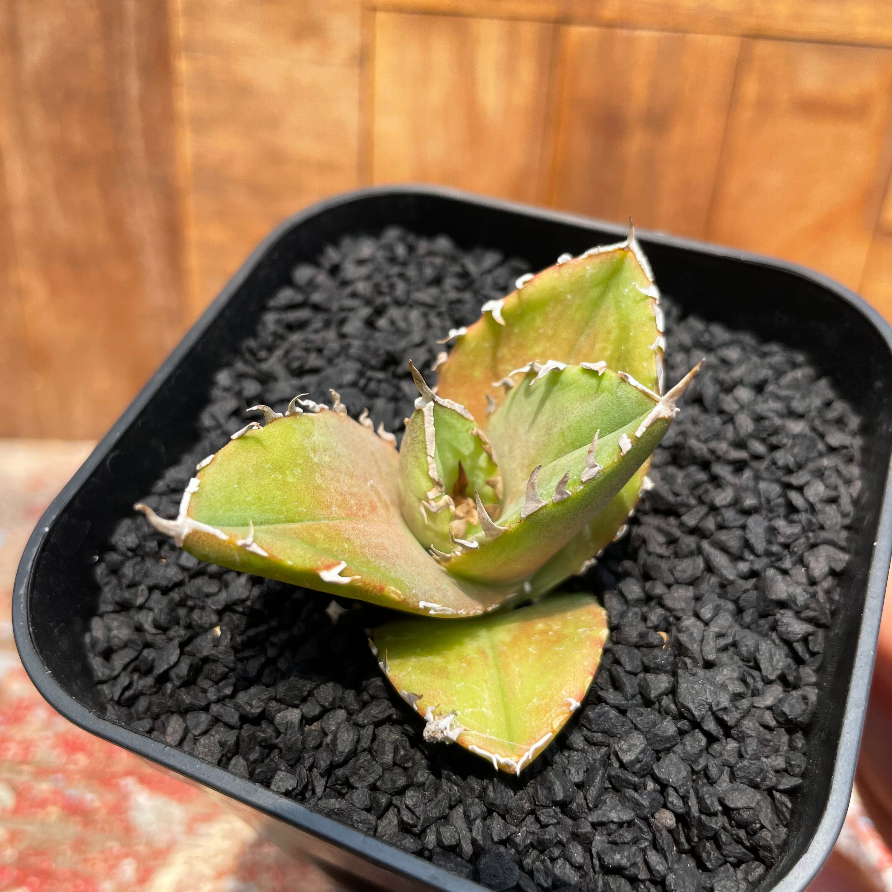 agave titanota
