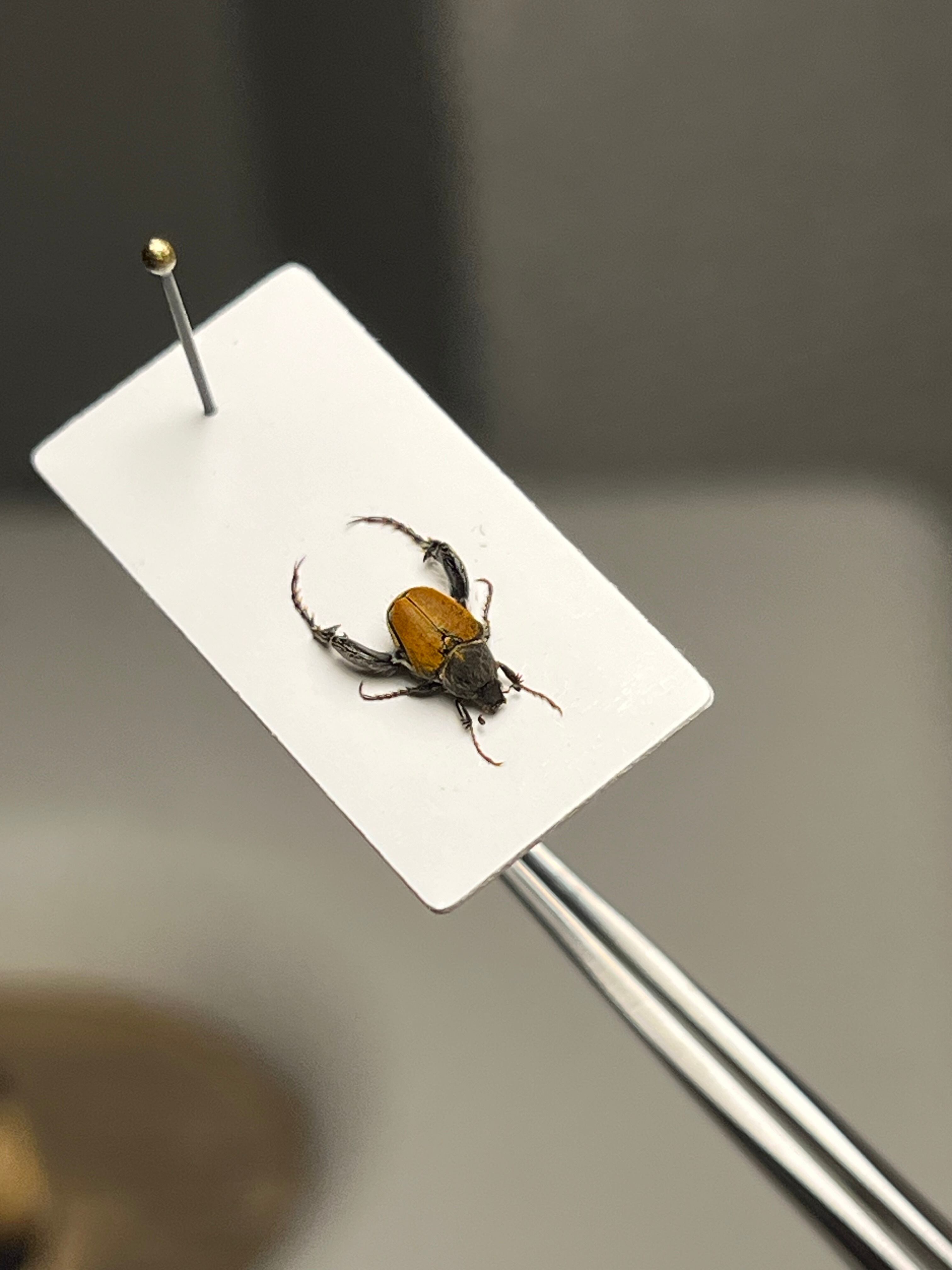 4mm】山吹色の体色が美しい南アフリカのアシナガコガネ 標本 プラチナ