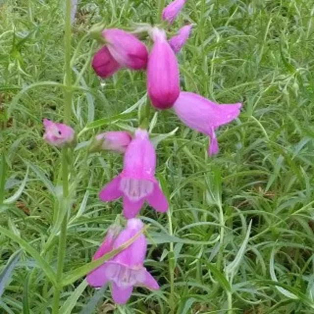 ペンステモン メキシケール 'サンバーストルビー'