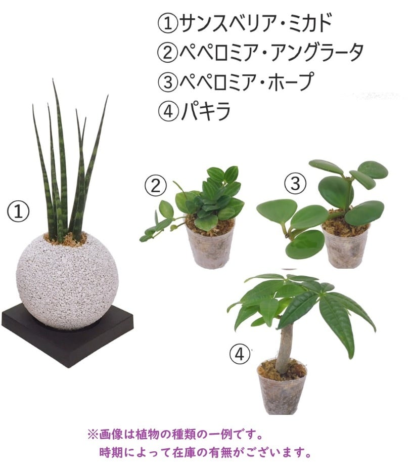 多肉植物 エボニー黒檀 厳選 大苗 韓国苗 美苗 # | PAY ID