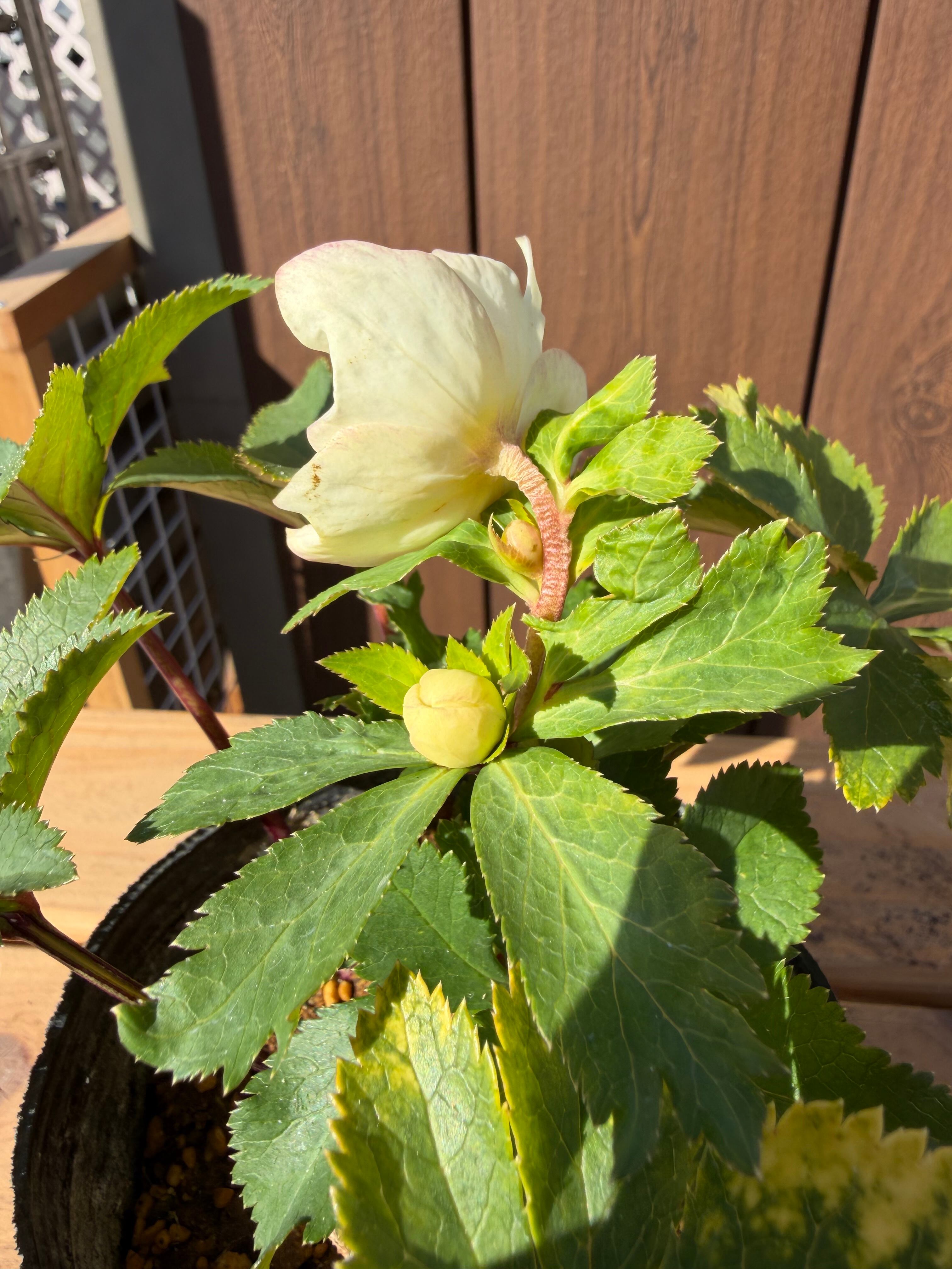 デュメ系オーレアsd 大木ナーサリー クリスマスローズ【Og15】送料無料