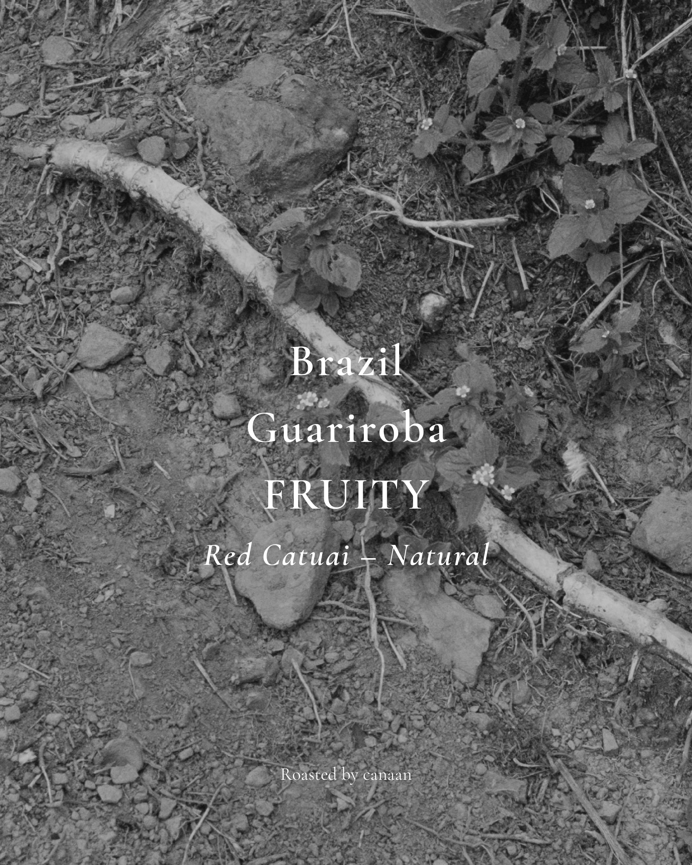 Brazil Fazenda Guariroba / FRUITY Red Catuai – Natural | 150g
