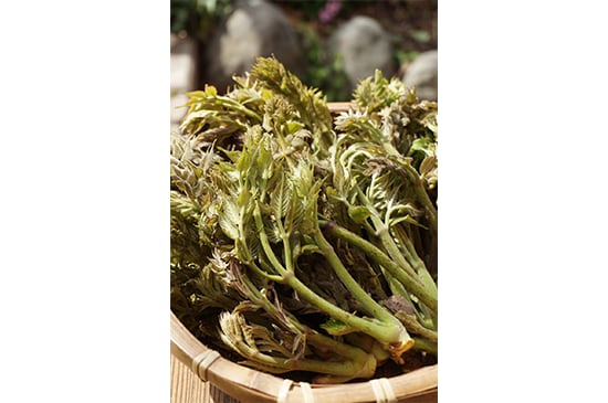 【山菜の王様】天然タラの芽・50g(4/17発送開始)