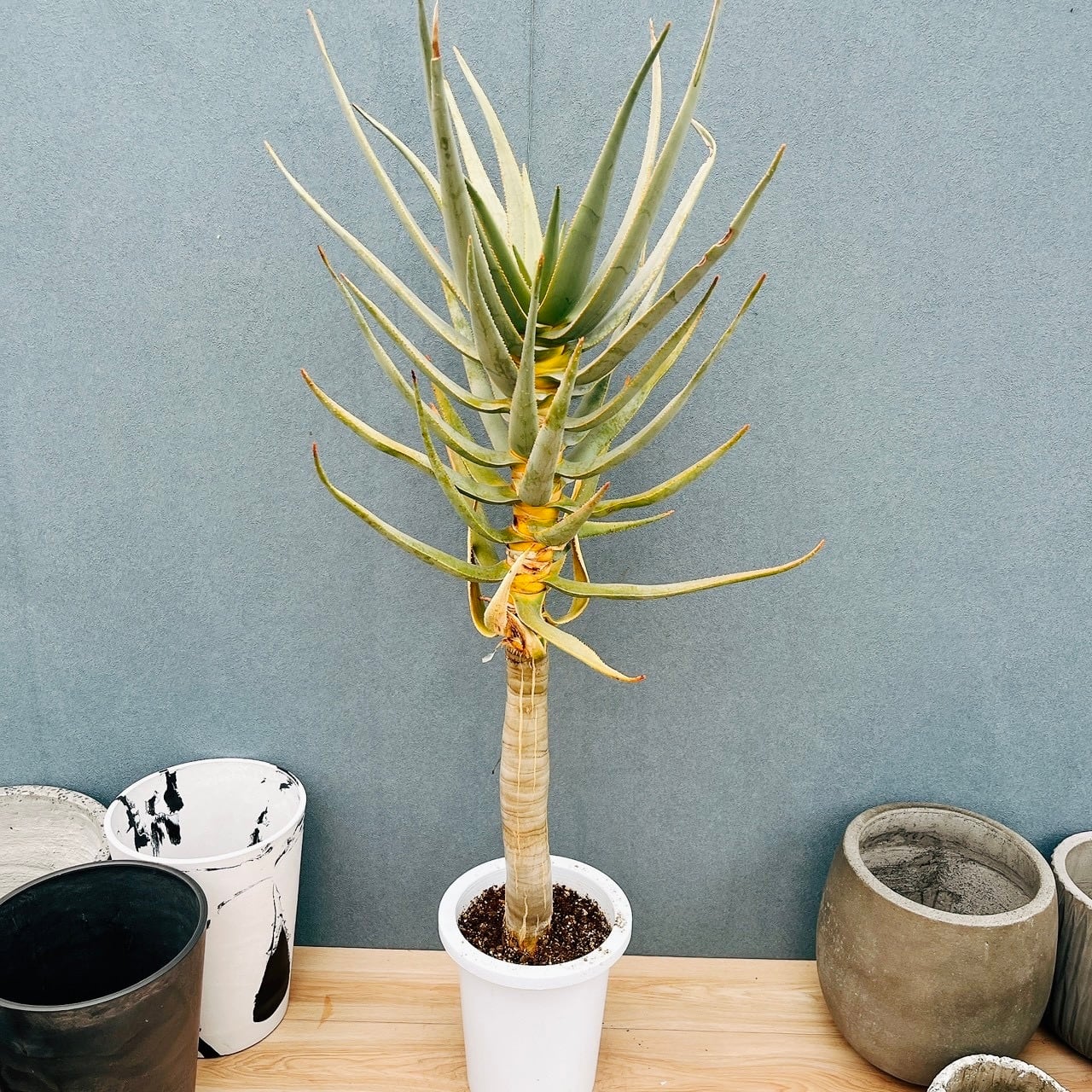 珍しい観葉植物⁂ドラセナ・コンシンネ⁂おしゃれな曲がり樹形8号鉢 観葉植物 ドラセナ コンシンネ 8号 曲り（龍） エディラウンド 黒 付き