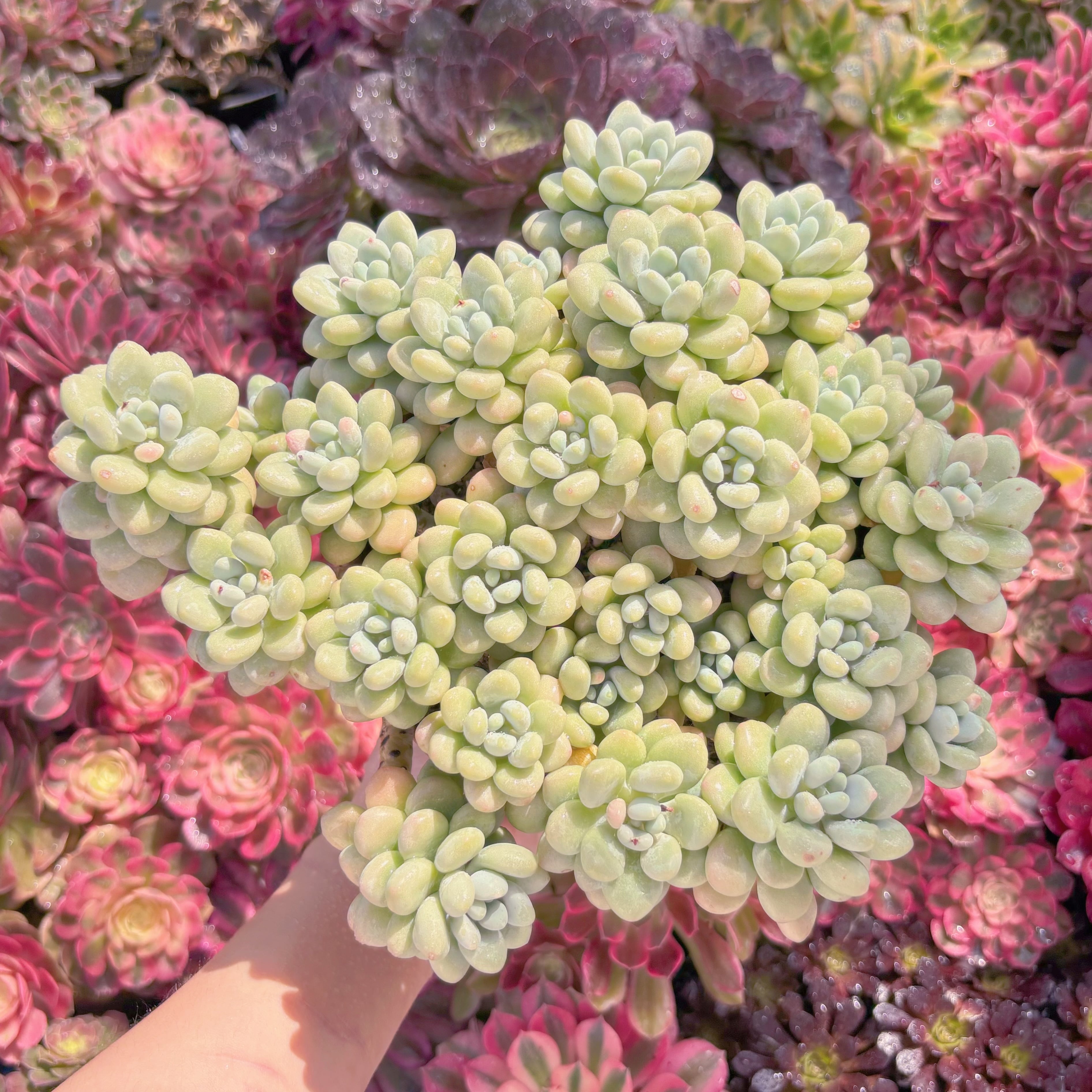 現品　マカロンxロココ#A099　特大群生　理想的な株姿  るる農園