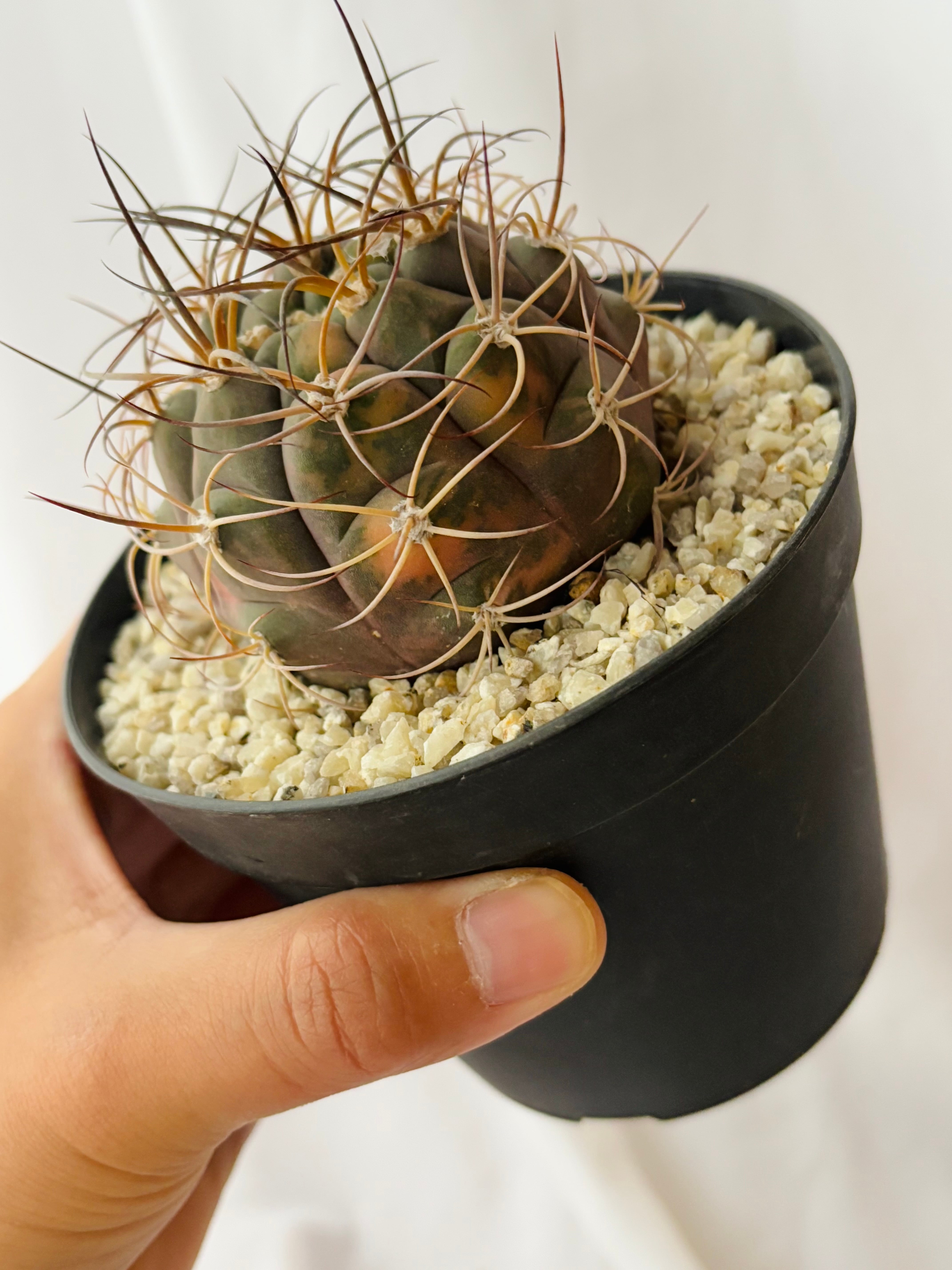 ギムノカリキウム尾形丸　綴化　大型 ギムノカリキウム尾形丸 綴化 大型 ギムノカリキウム短刺天平丸